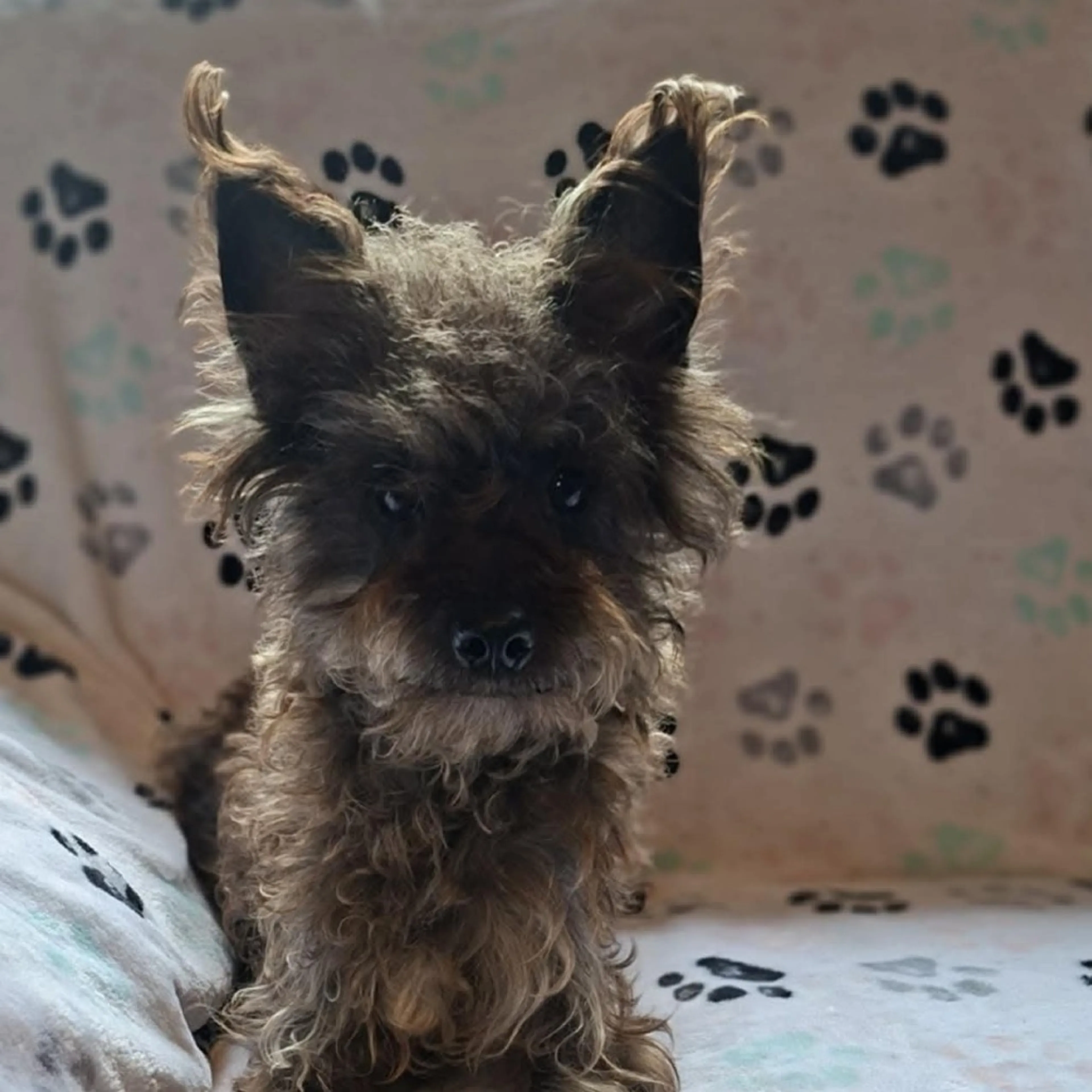 Found pet-2