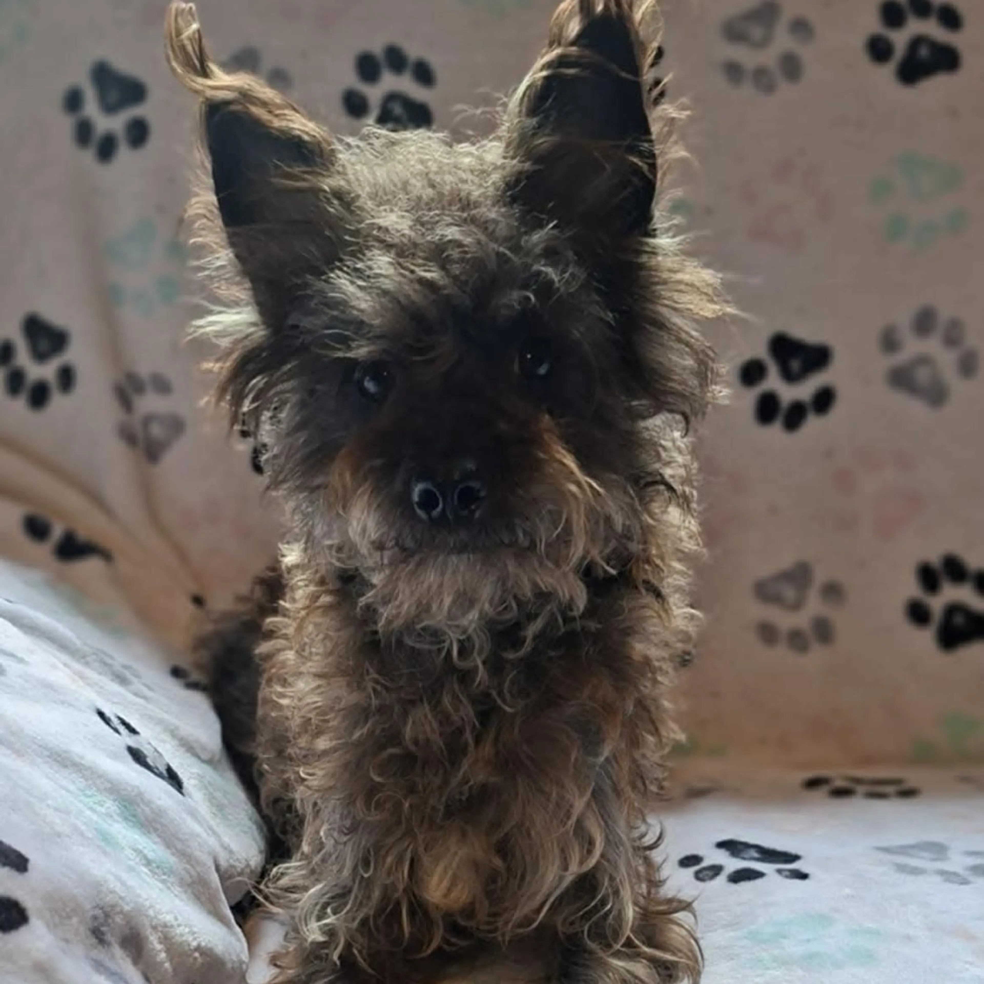 Found pet-1