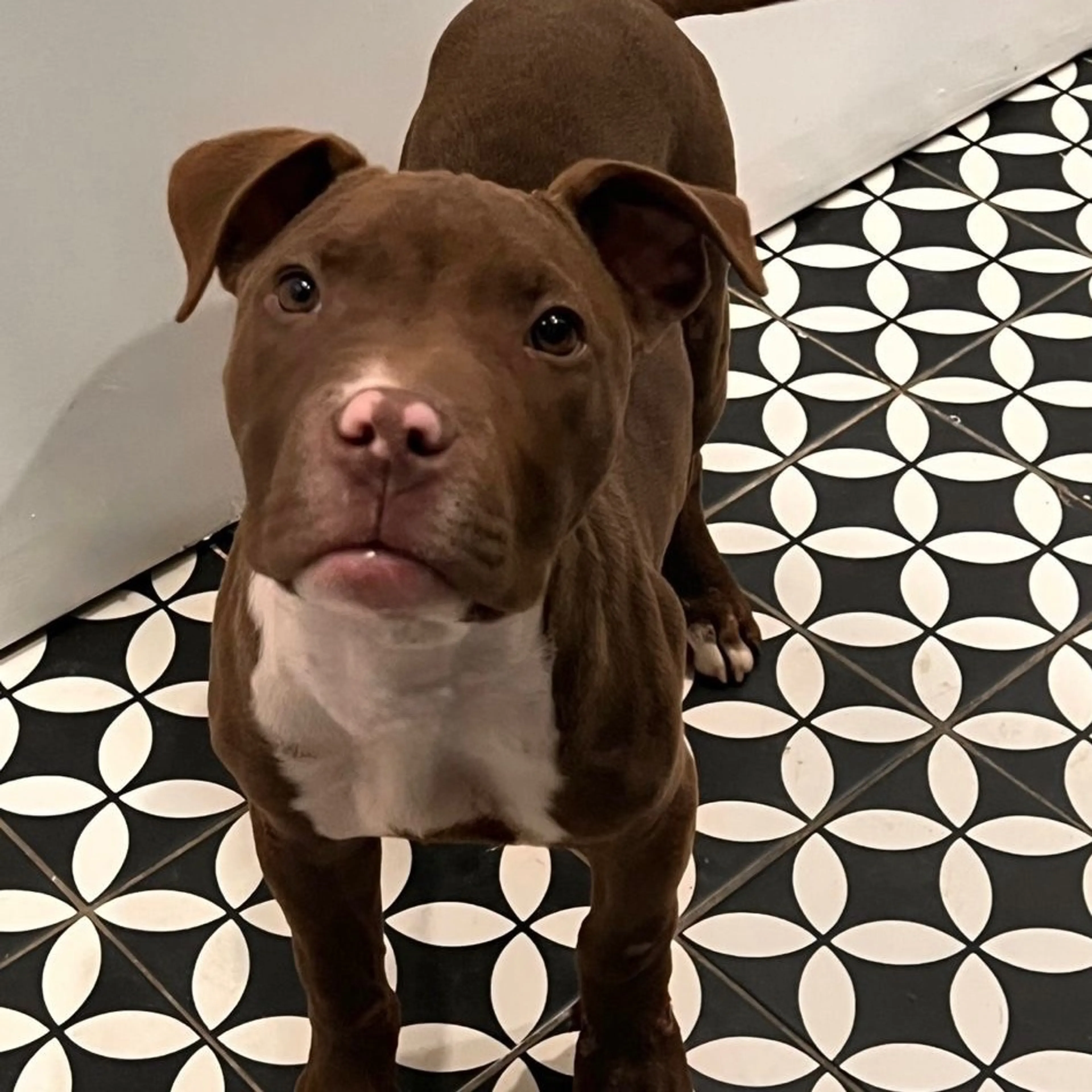 Found pet-2