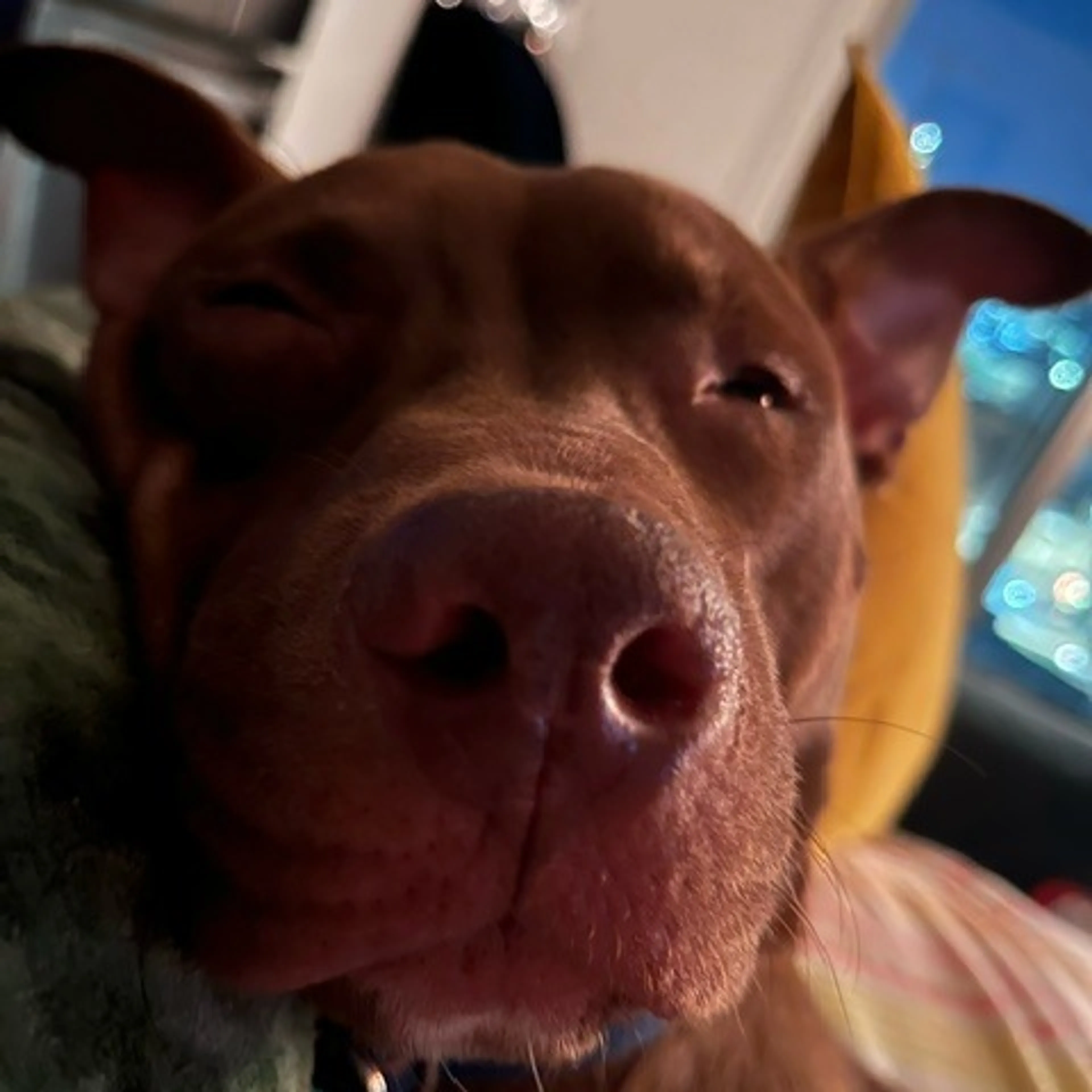 Found pet-2
