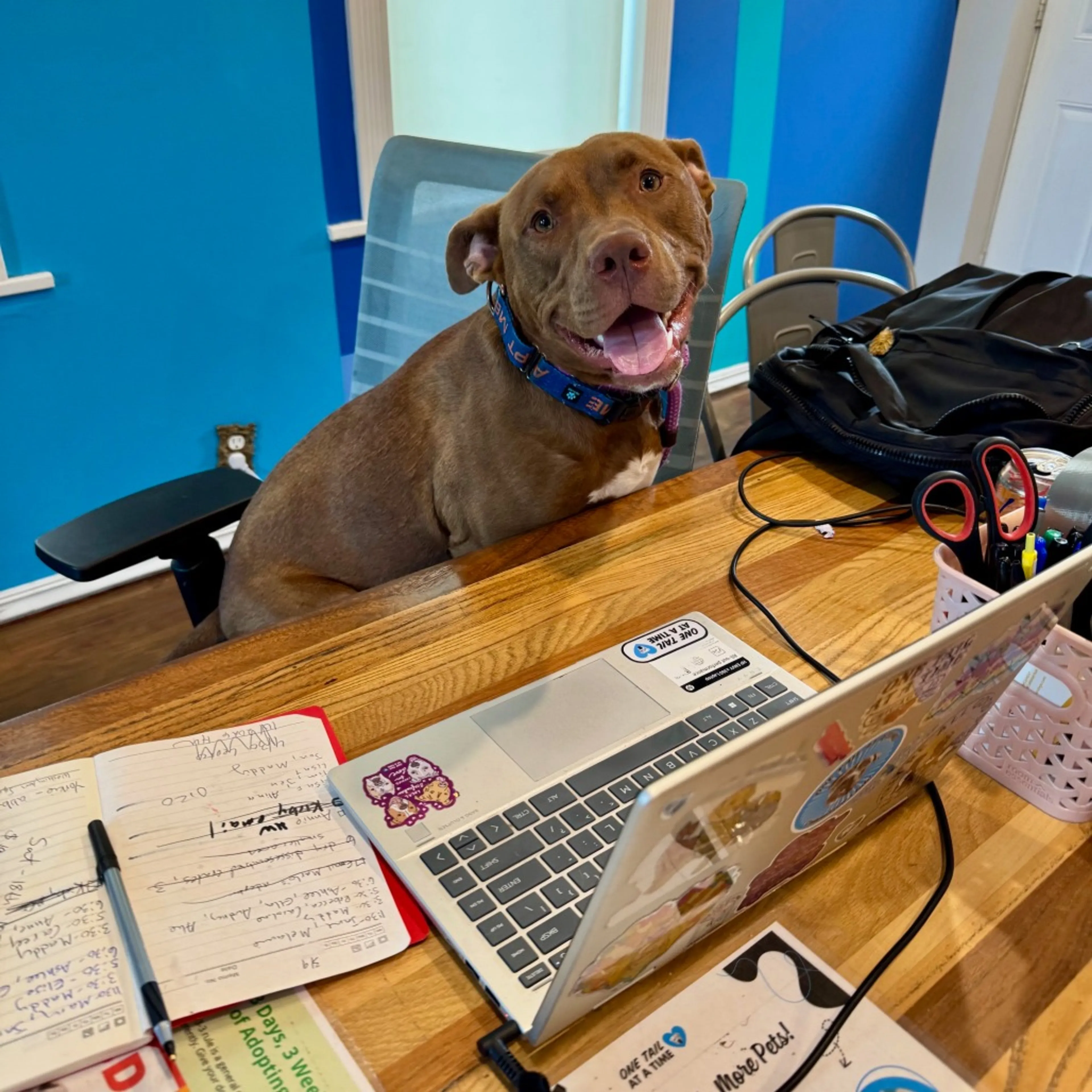 Found pet-20
