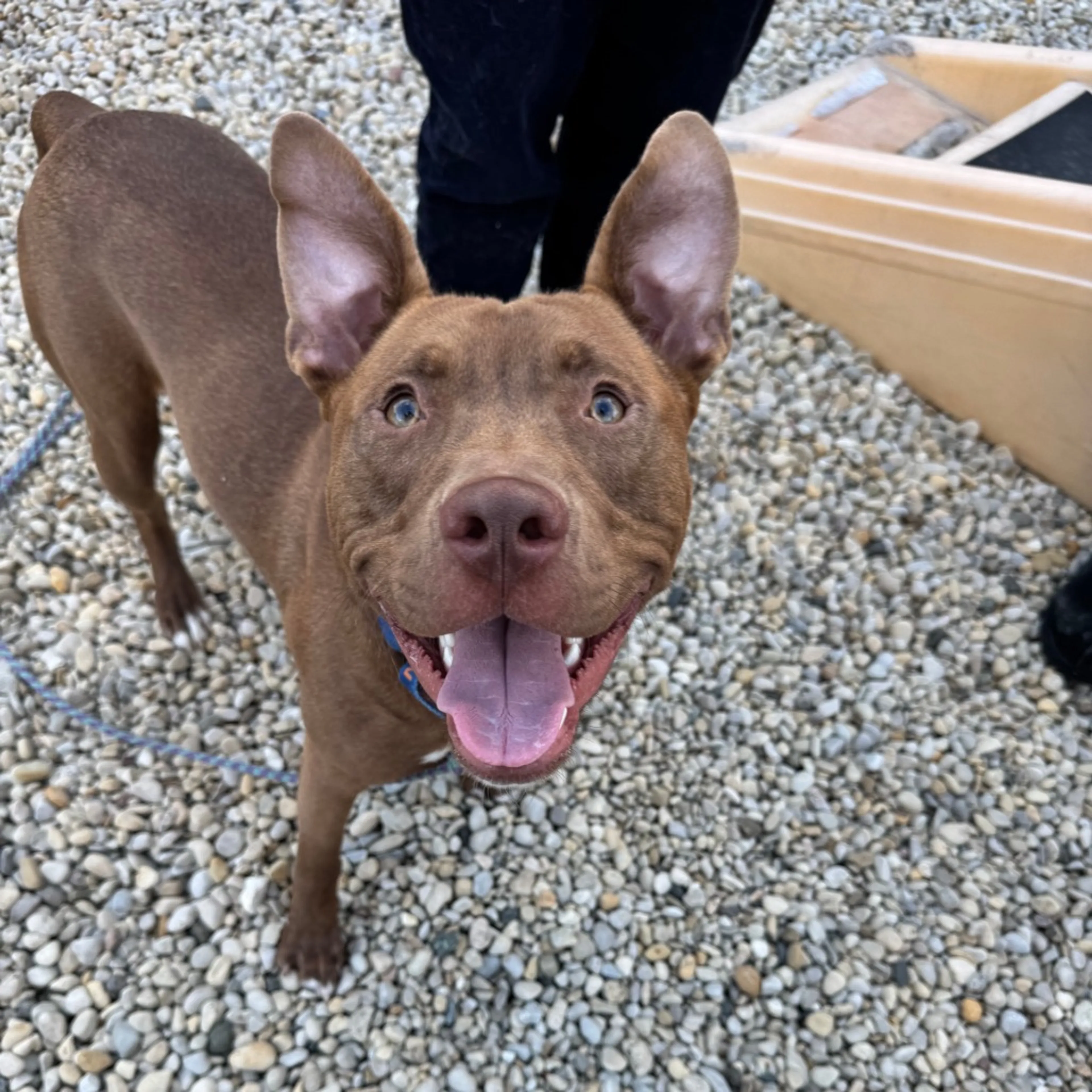 Found pet-24