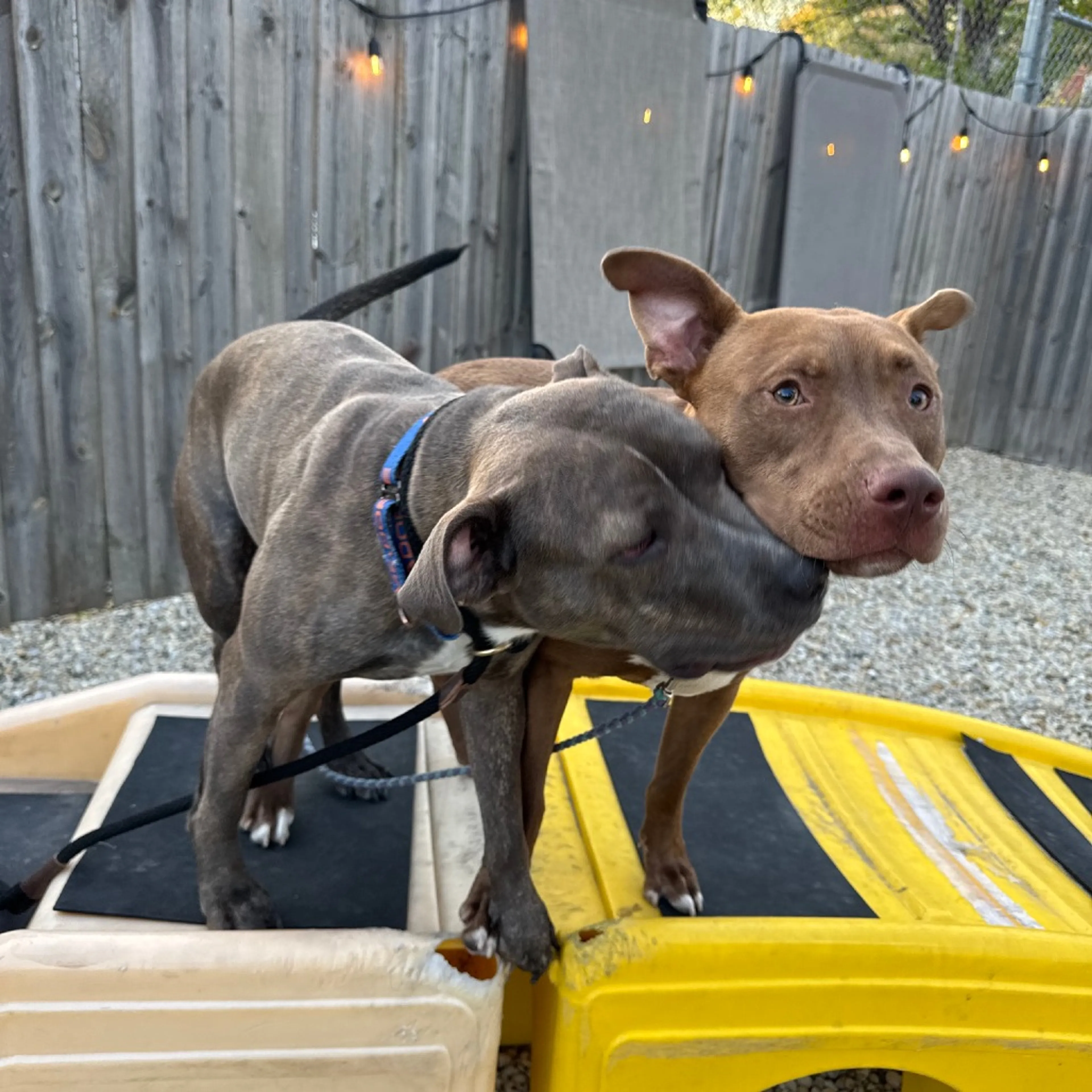 Found pet-23