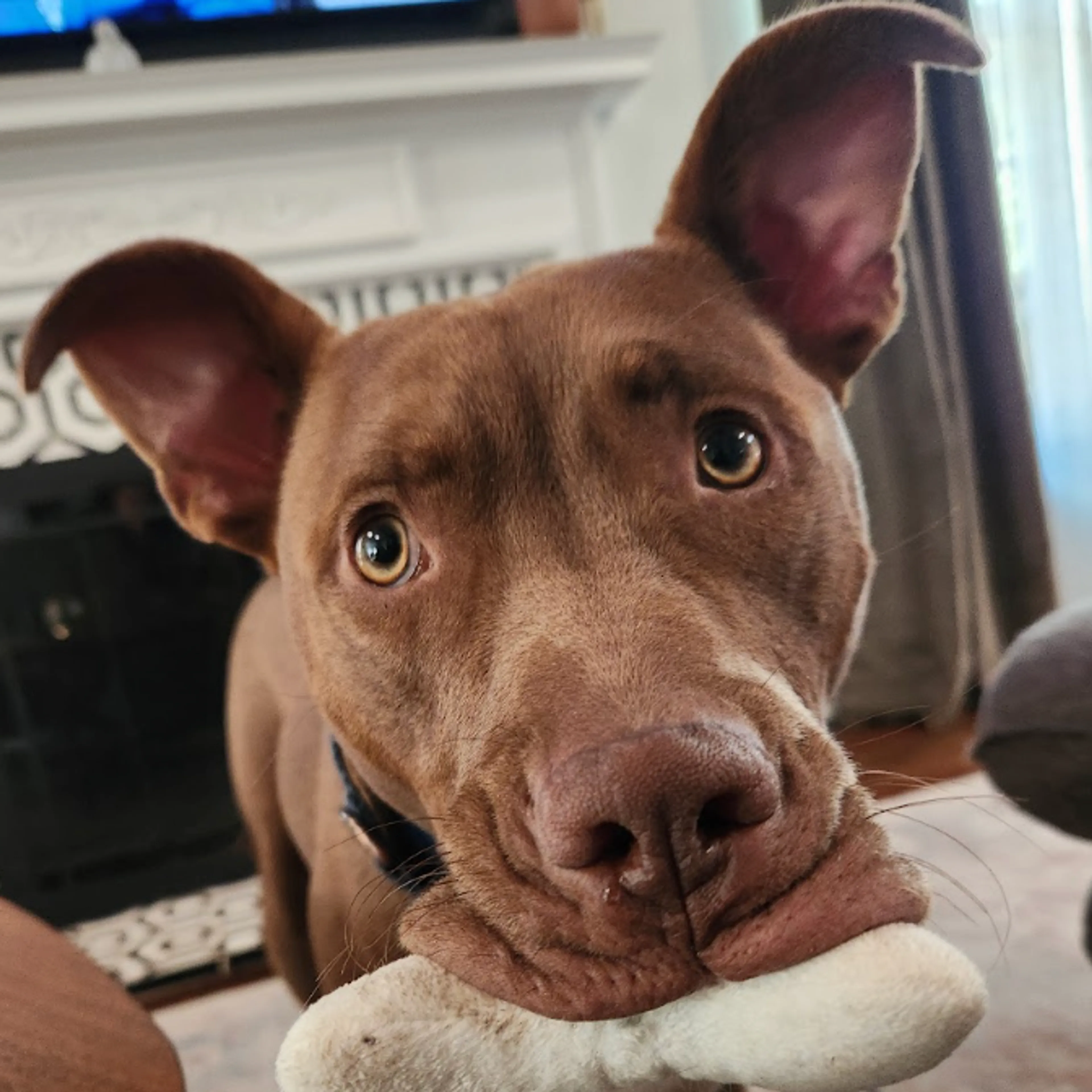 Found pet-12