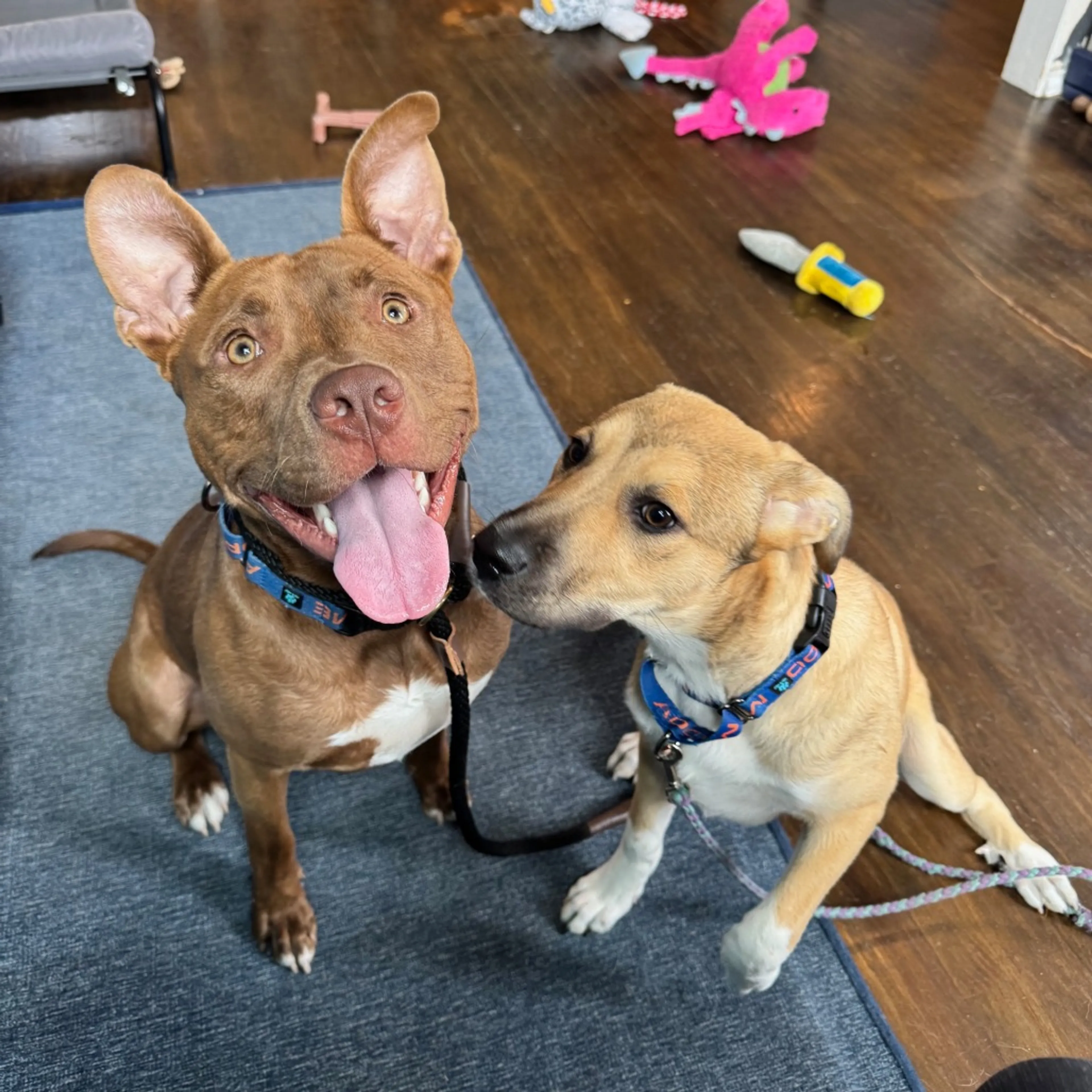 Found pet-19