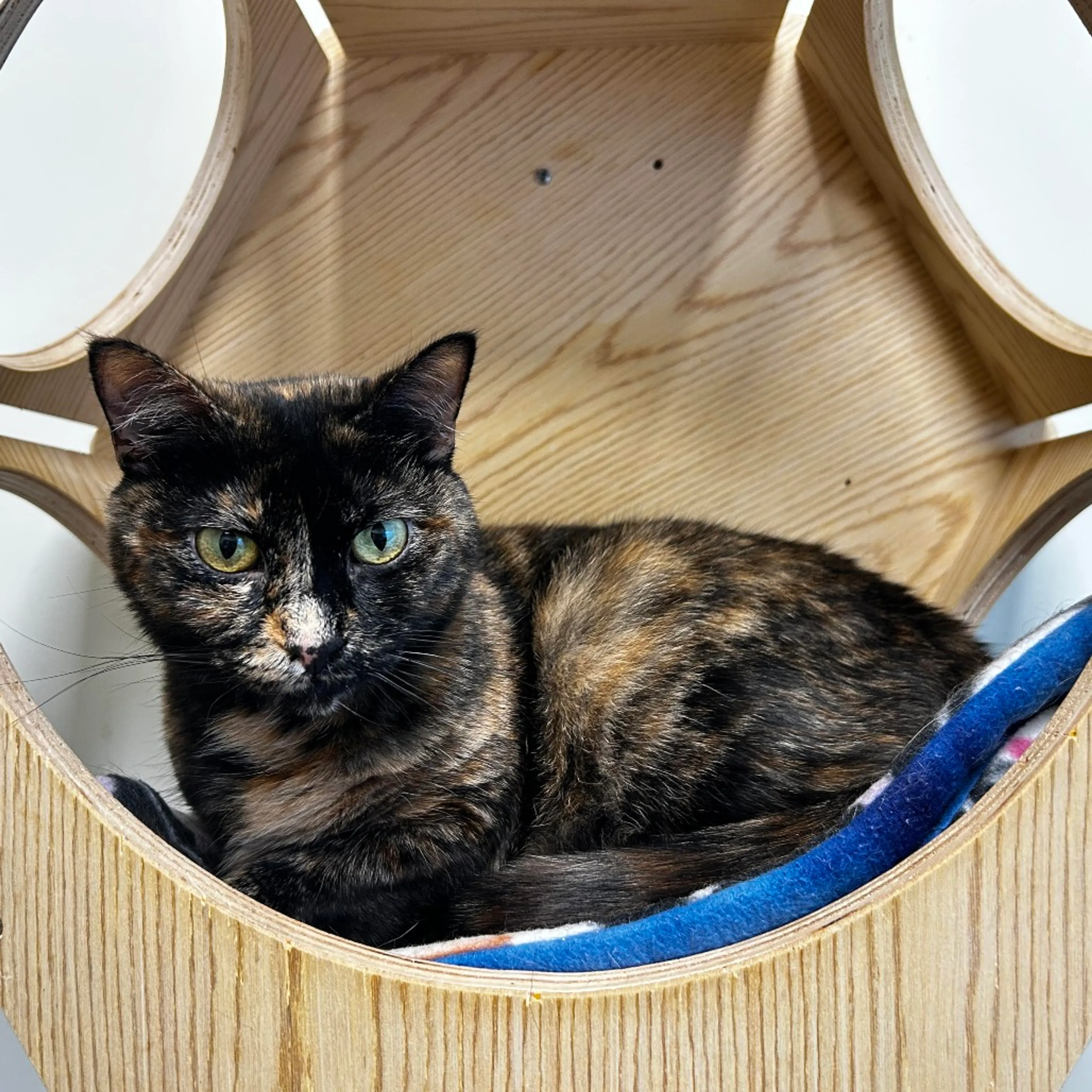 Found pet-6