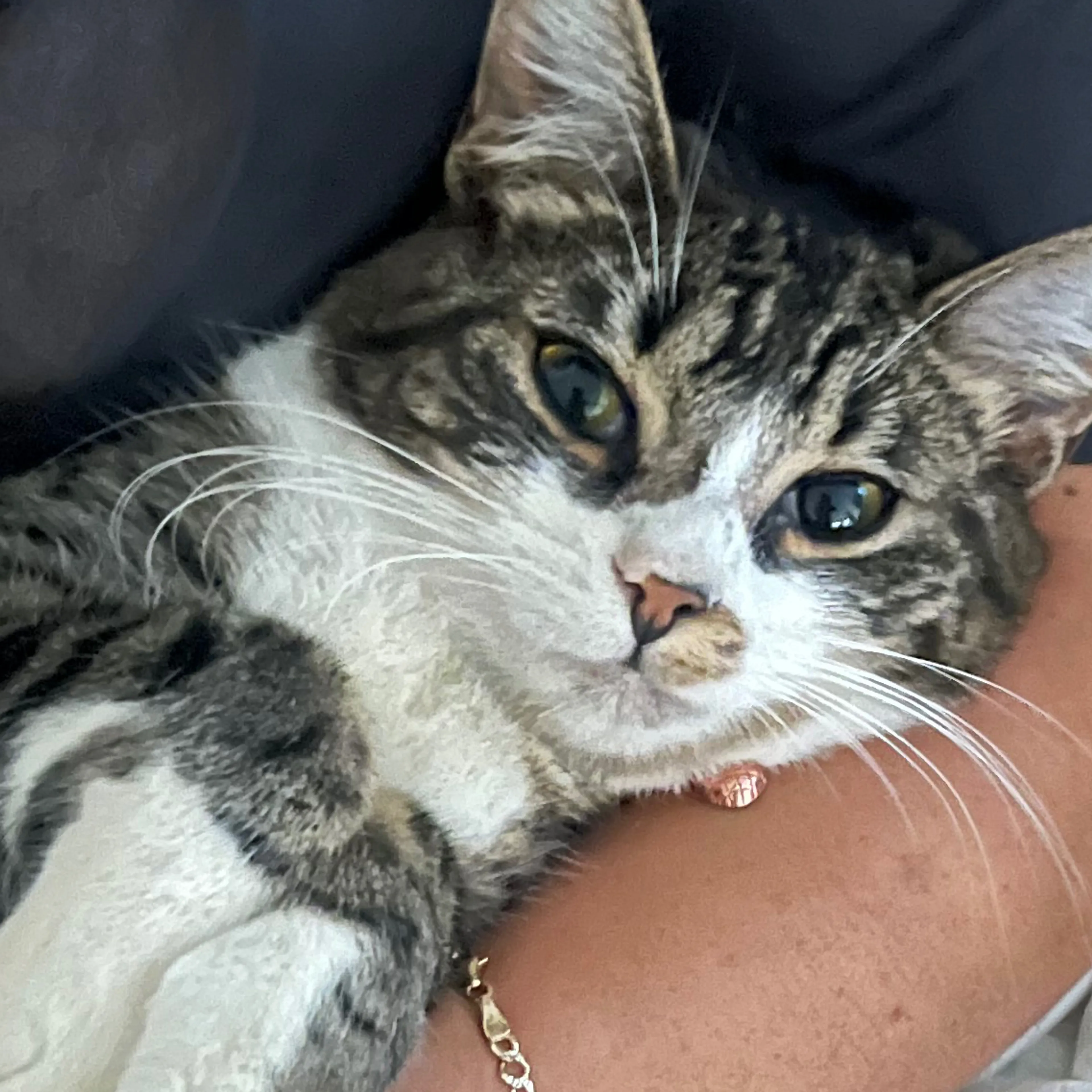 Lost pet-2