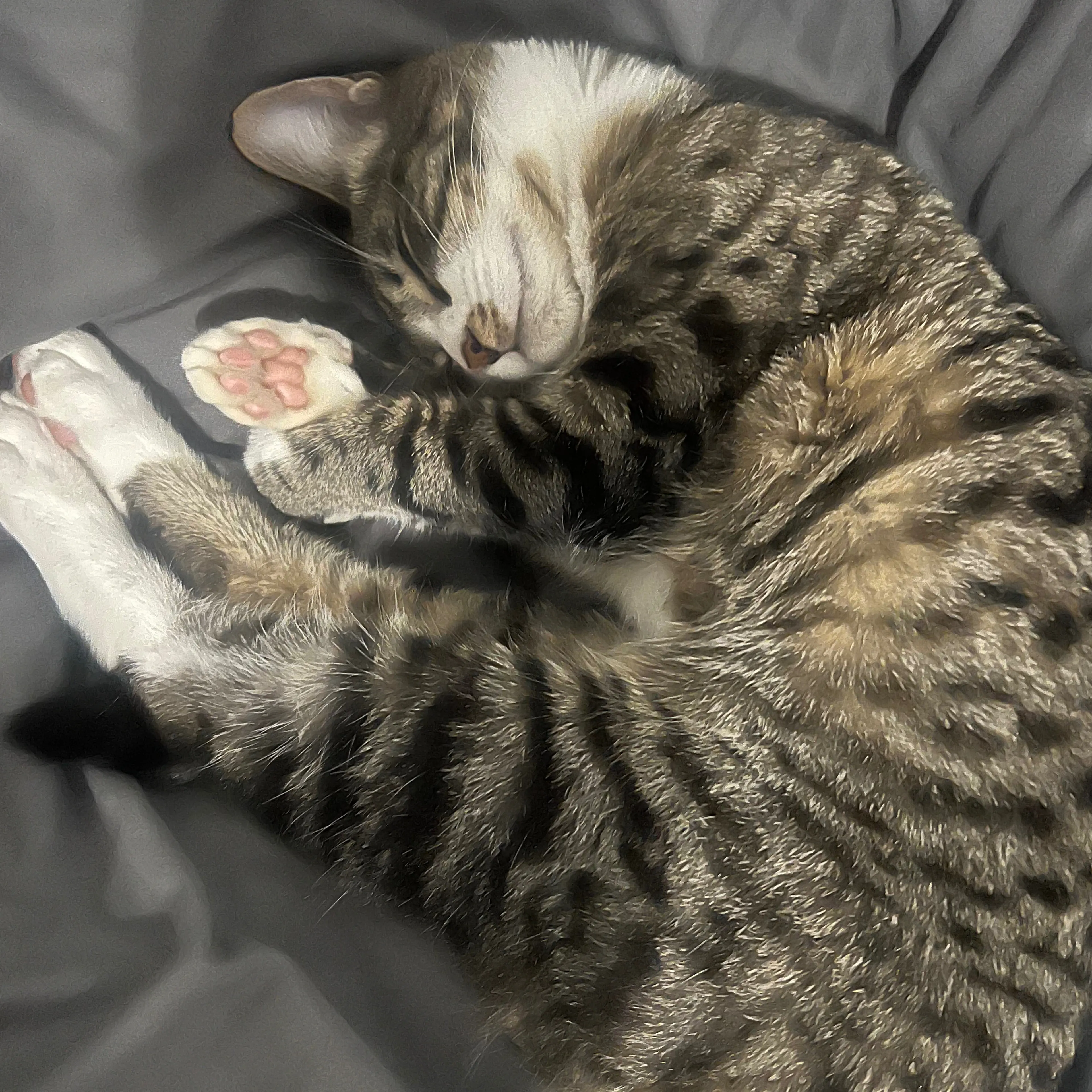 Lost pet-1
