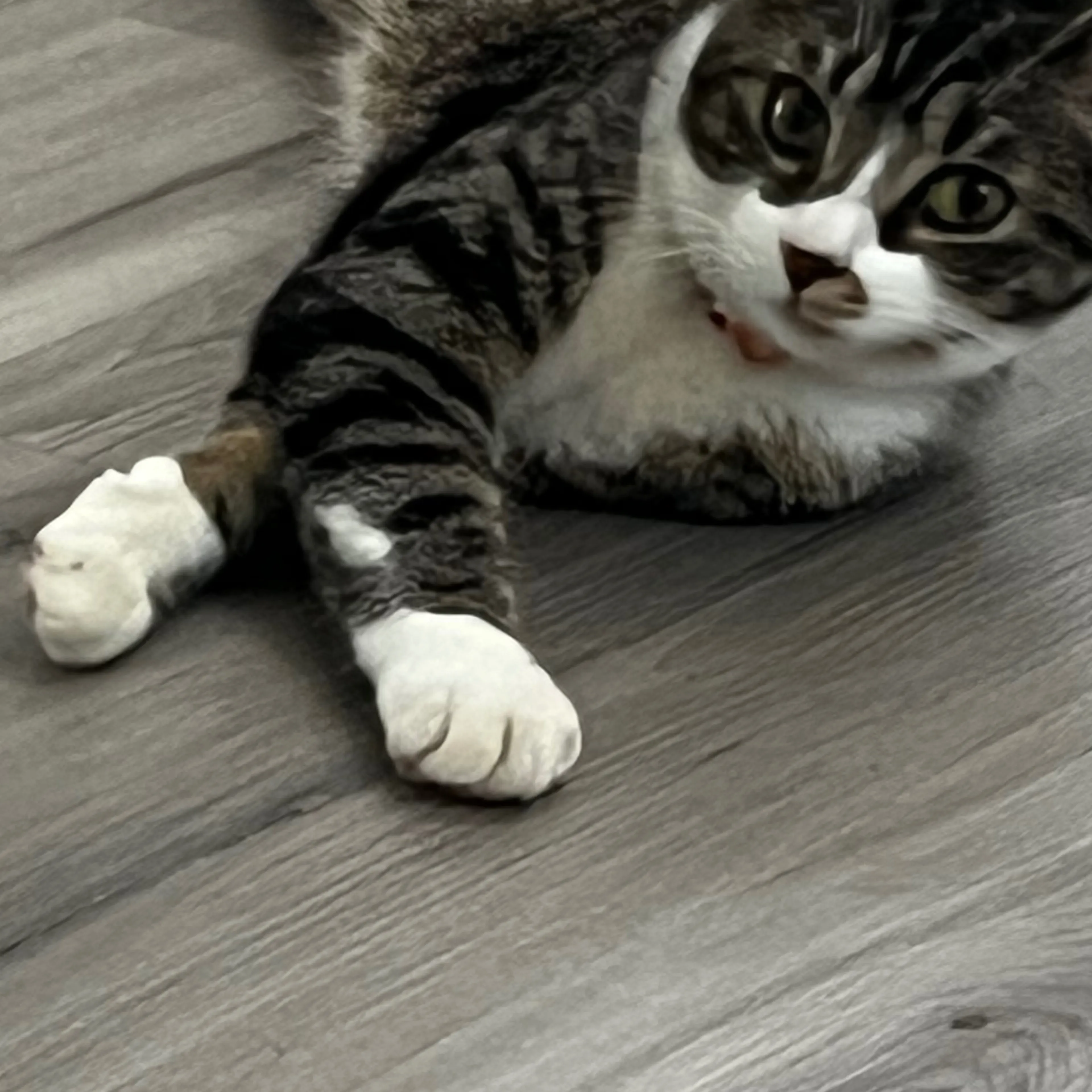 Lost pet-3