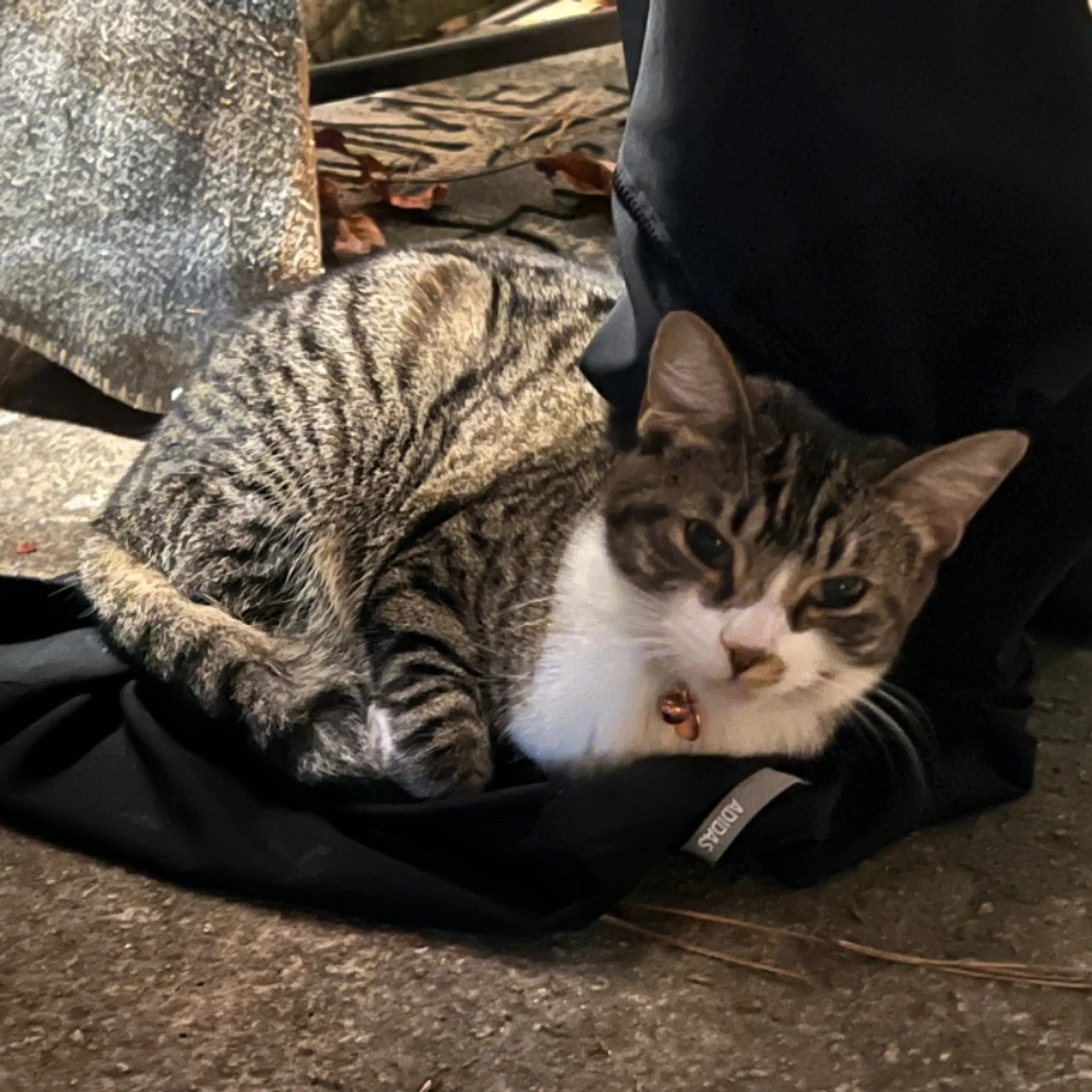Lost pet-0