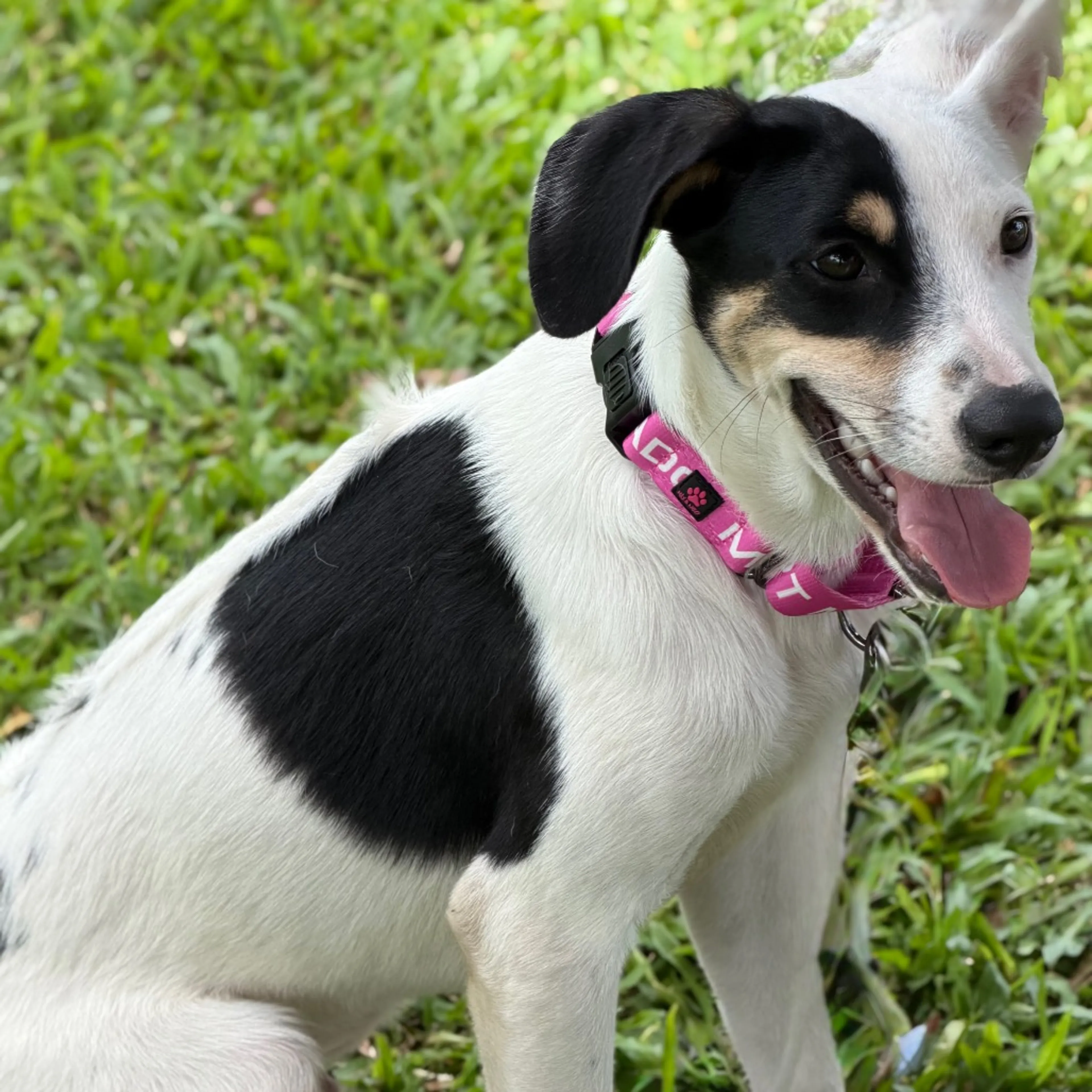 Found pet-3
