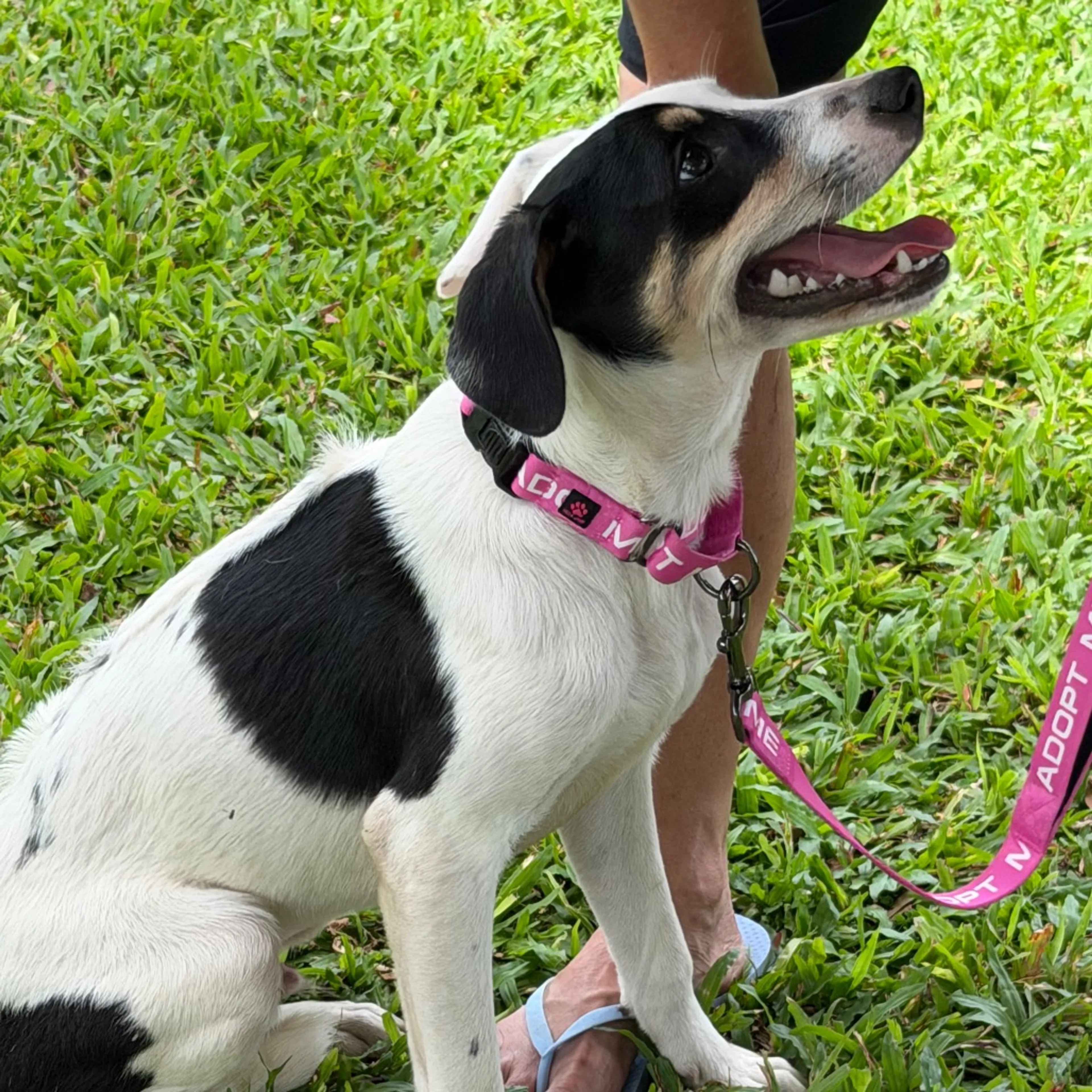 Found pet-2