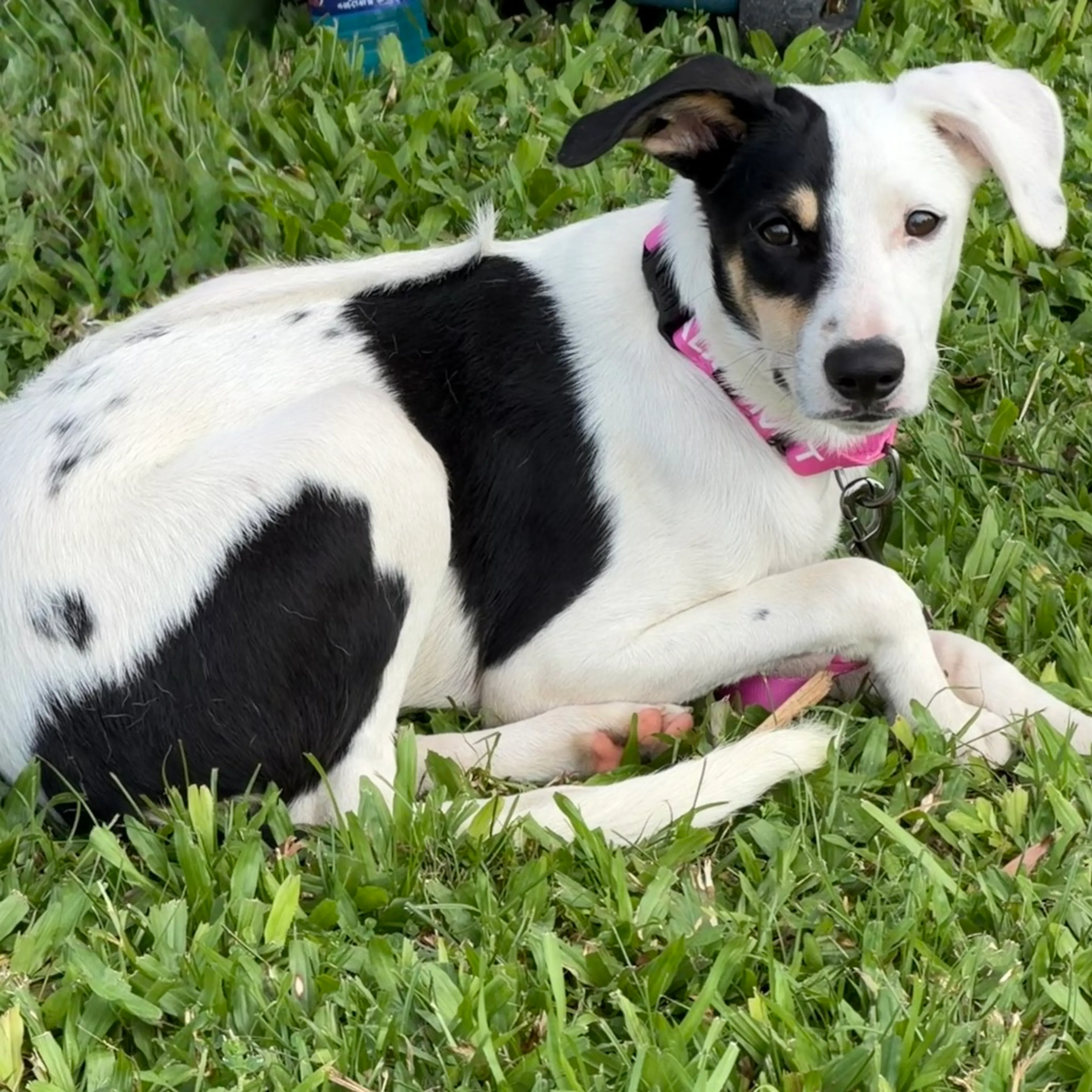 Found pet-6