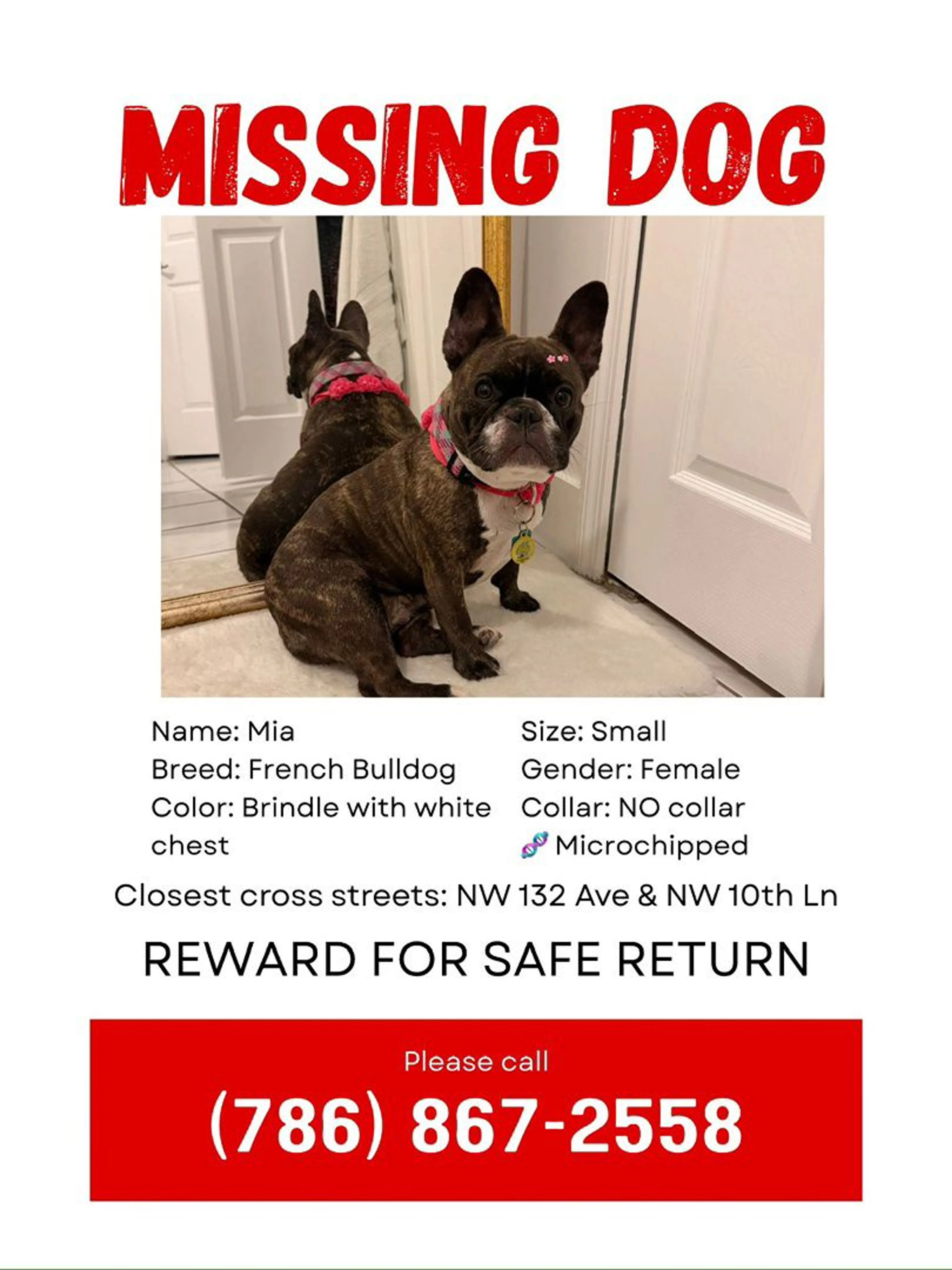 Lost pet