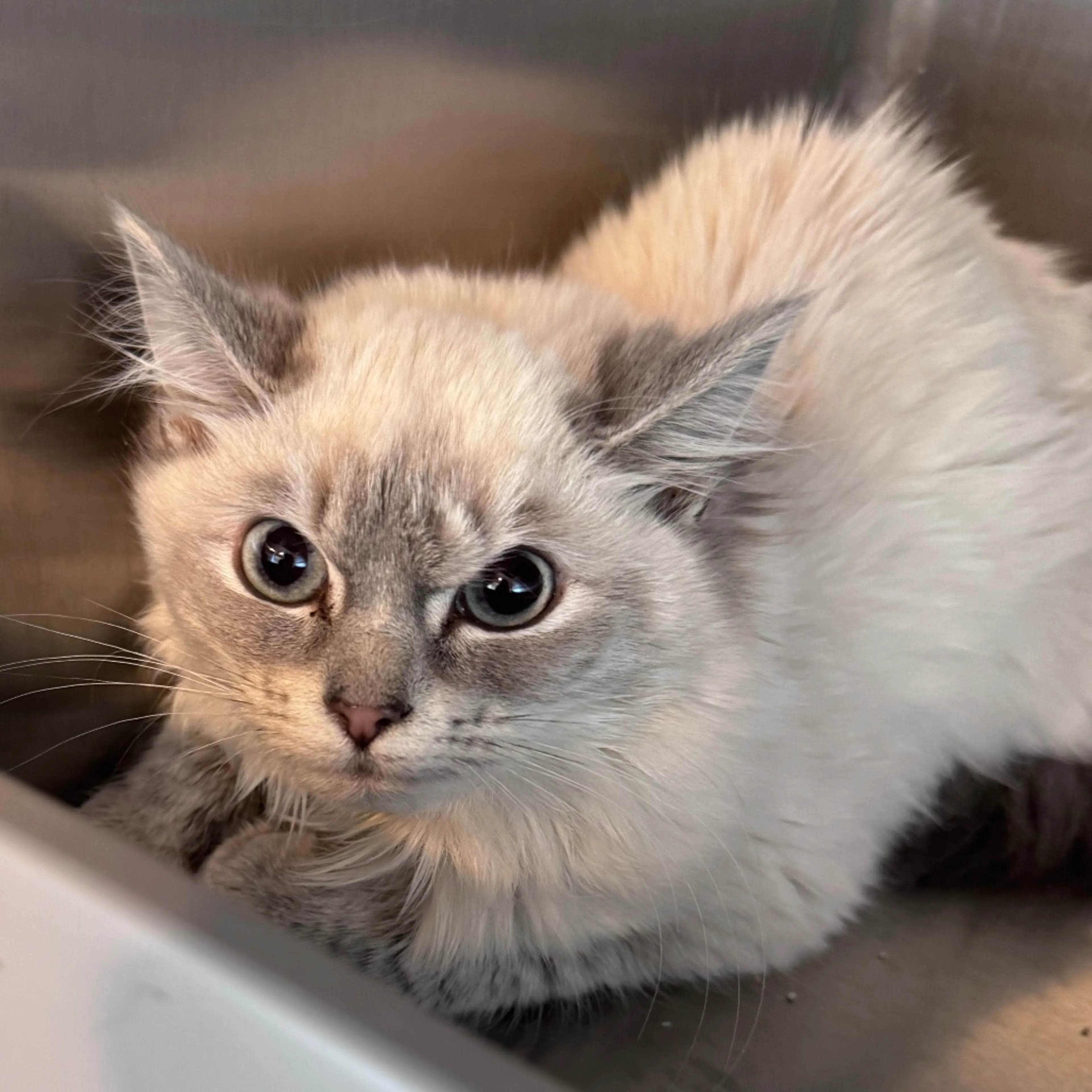 Found pet-1