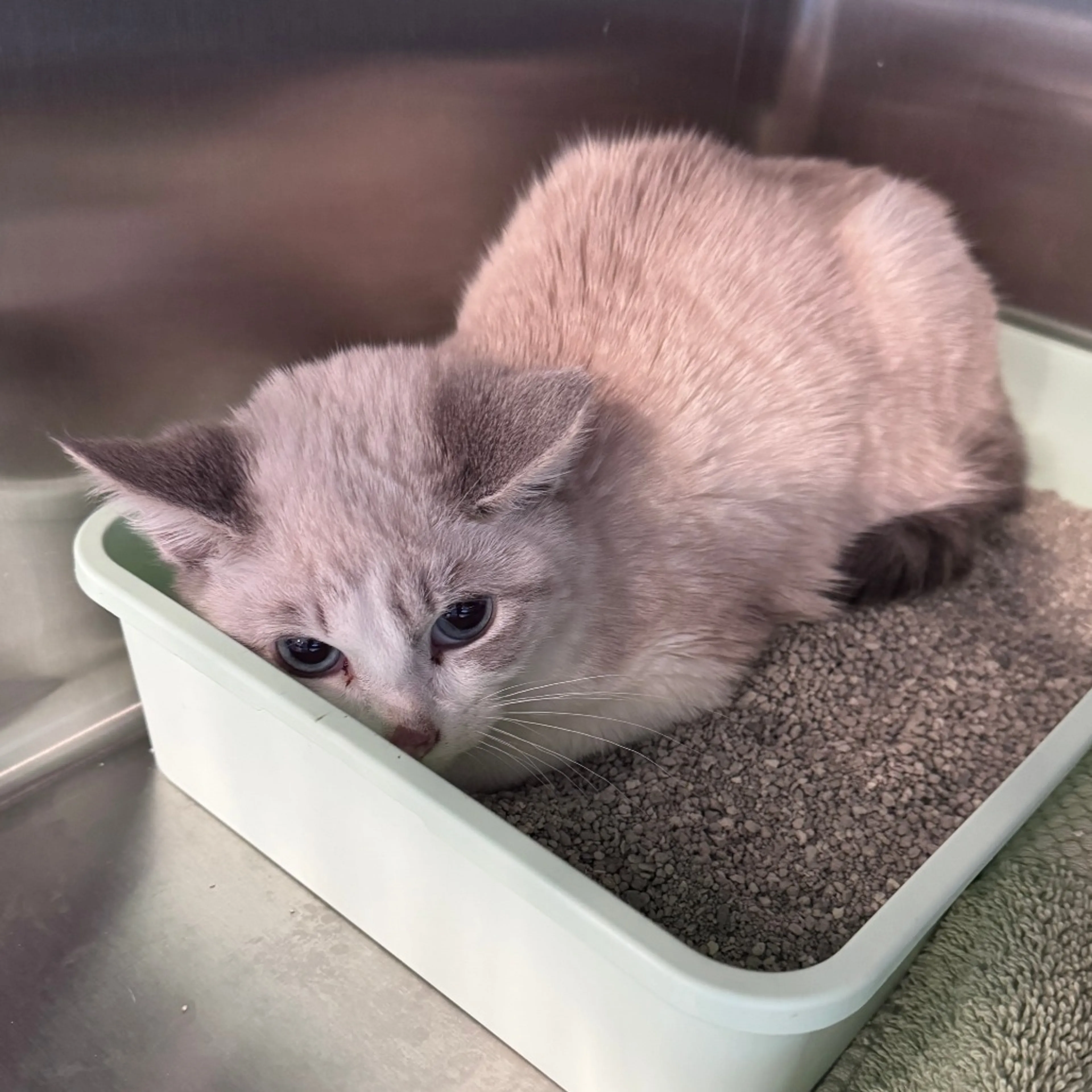 Found pet-1