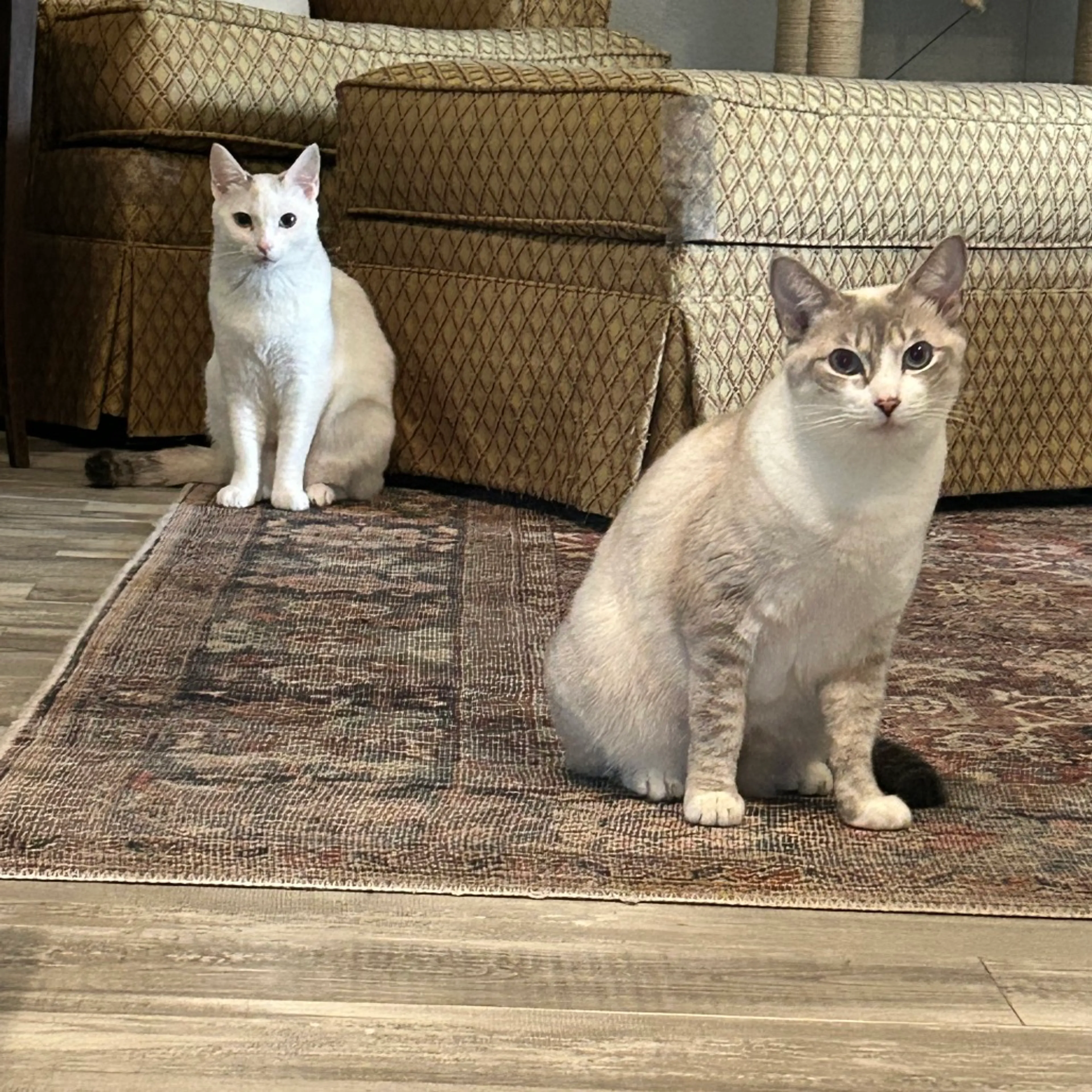cdn image
