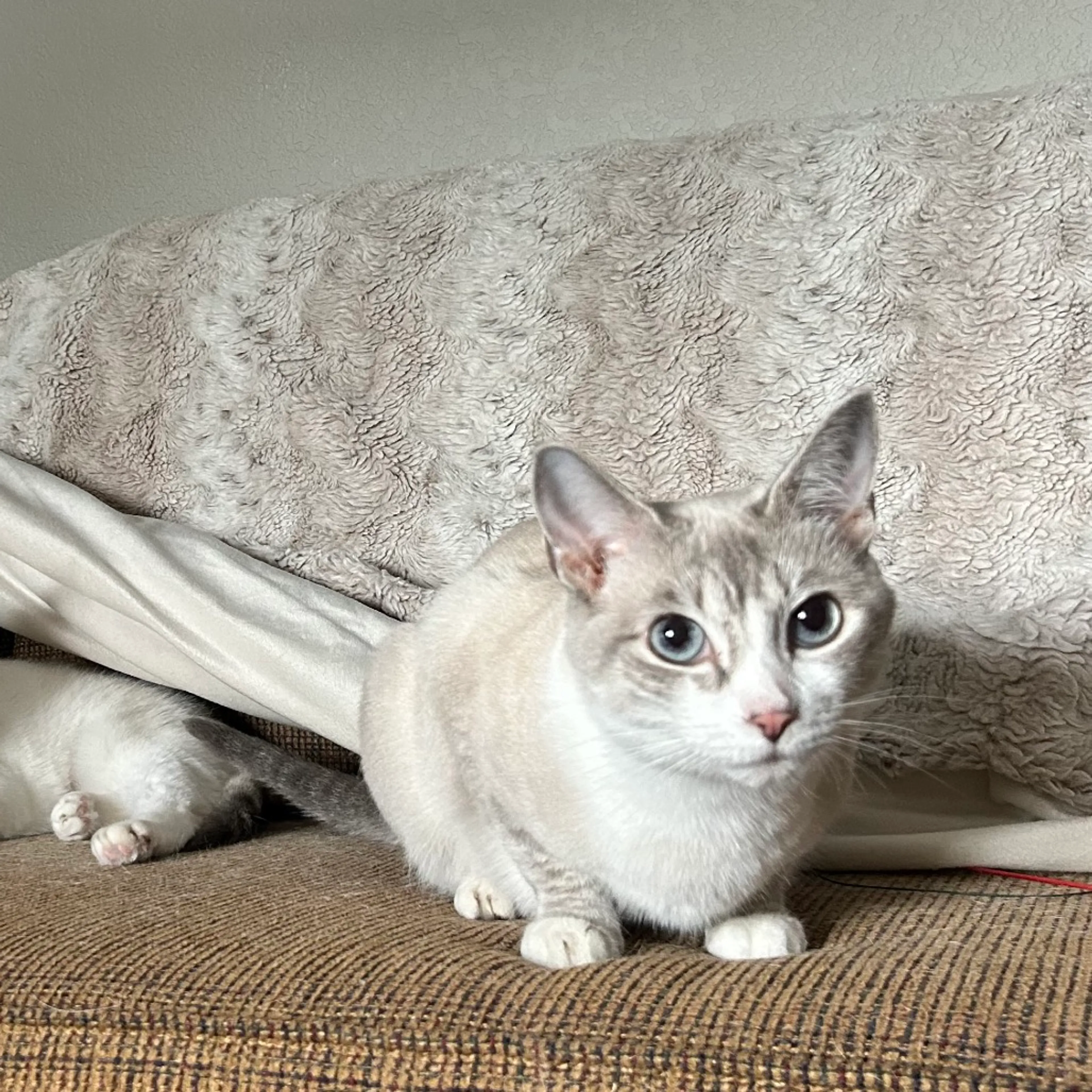 Found pet-2