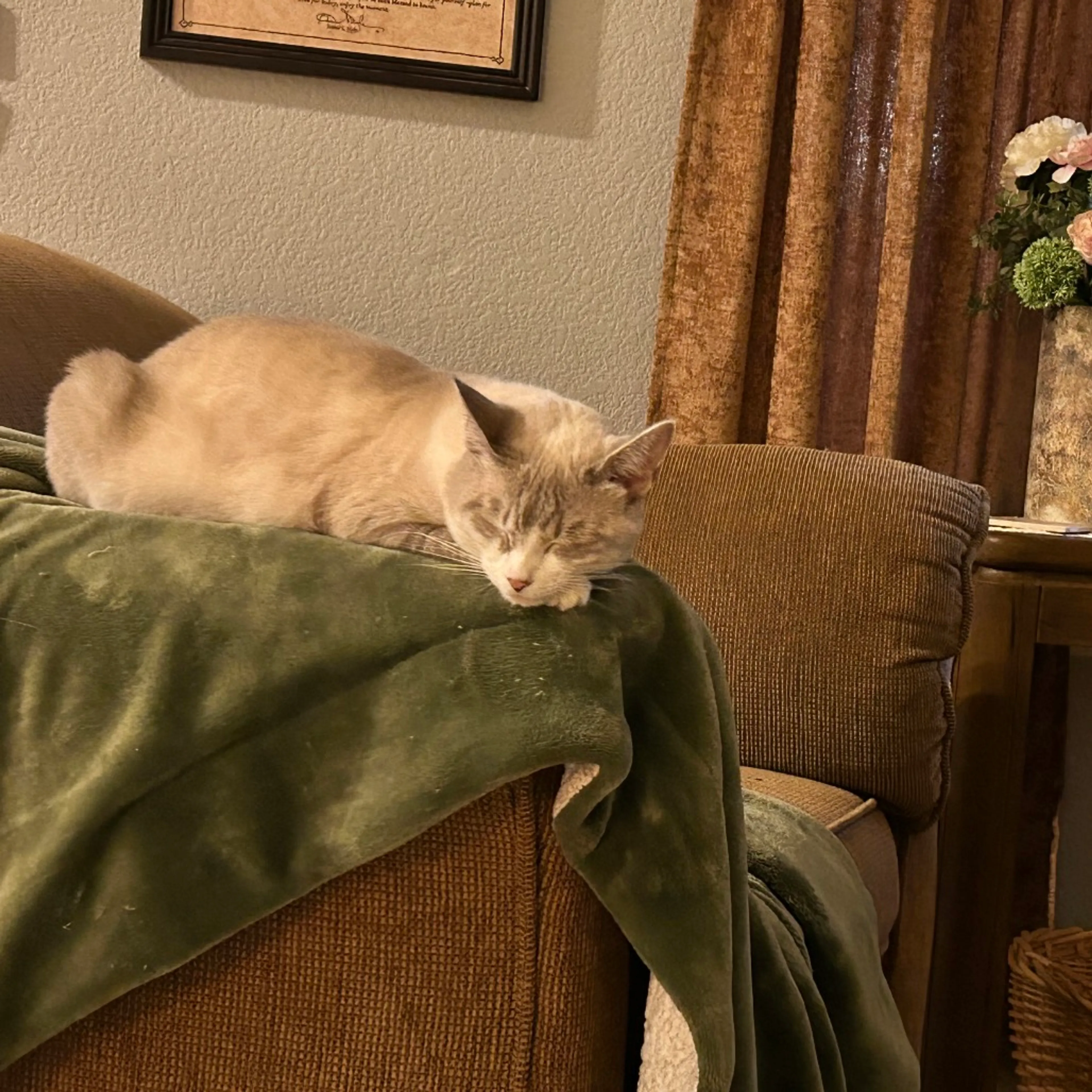 Found pet-3
