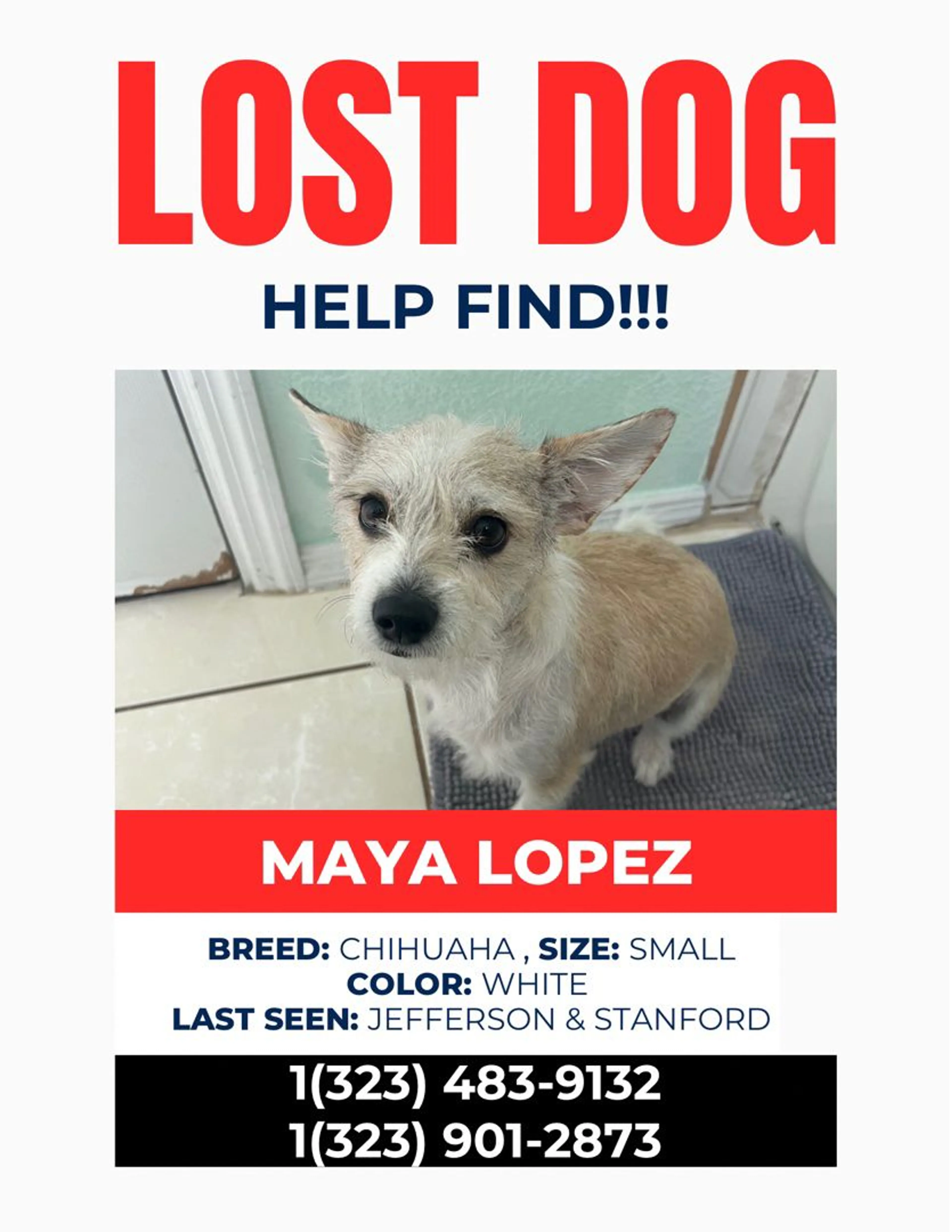 Lost pet