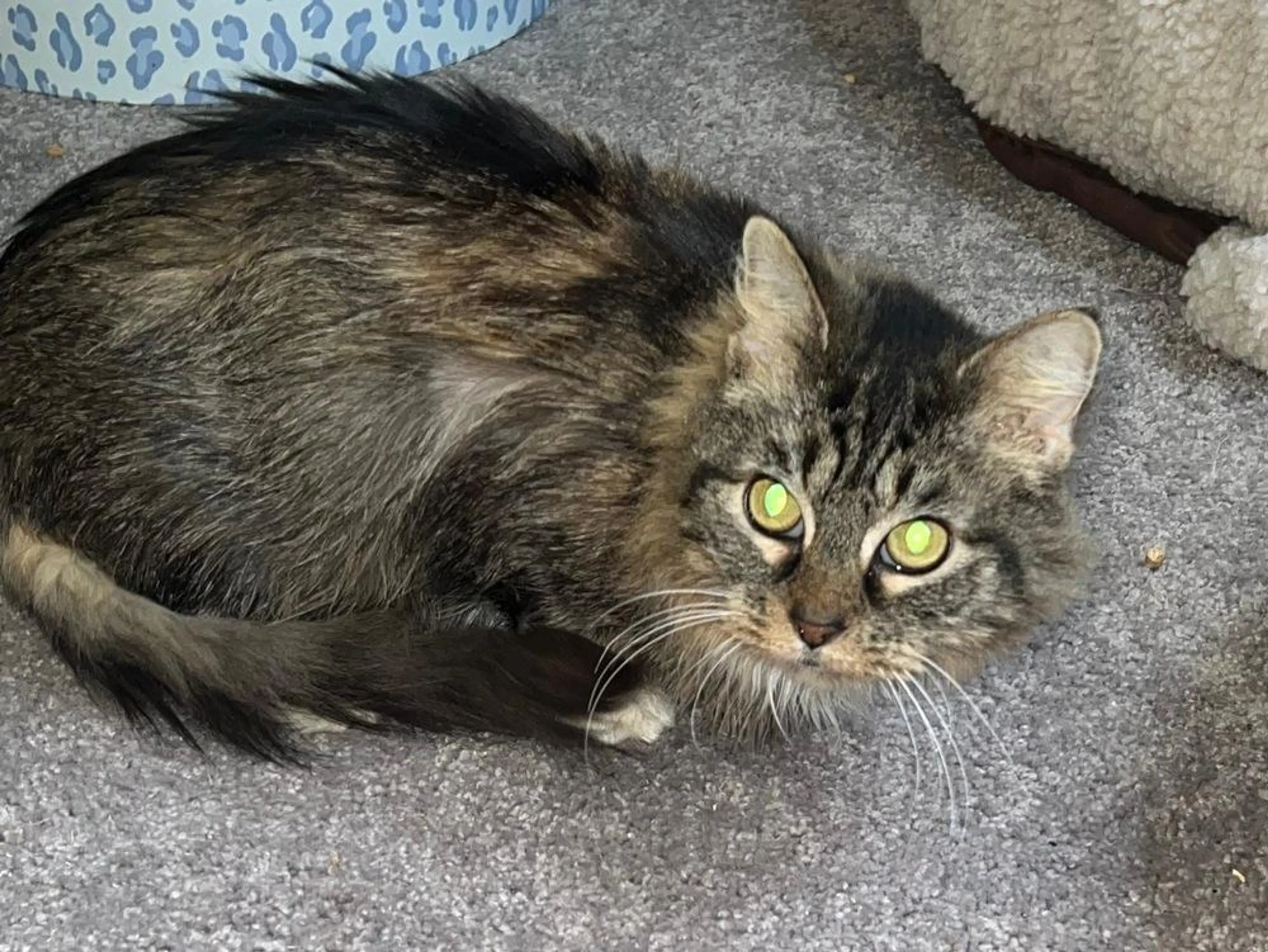 Found pet-1