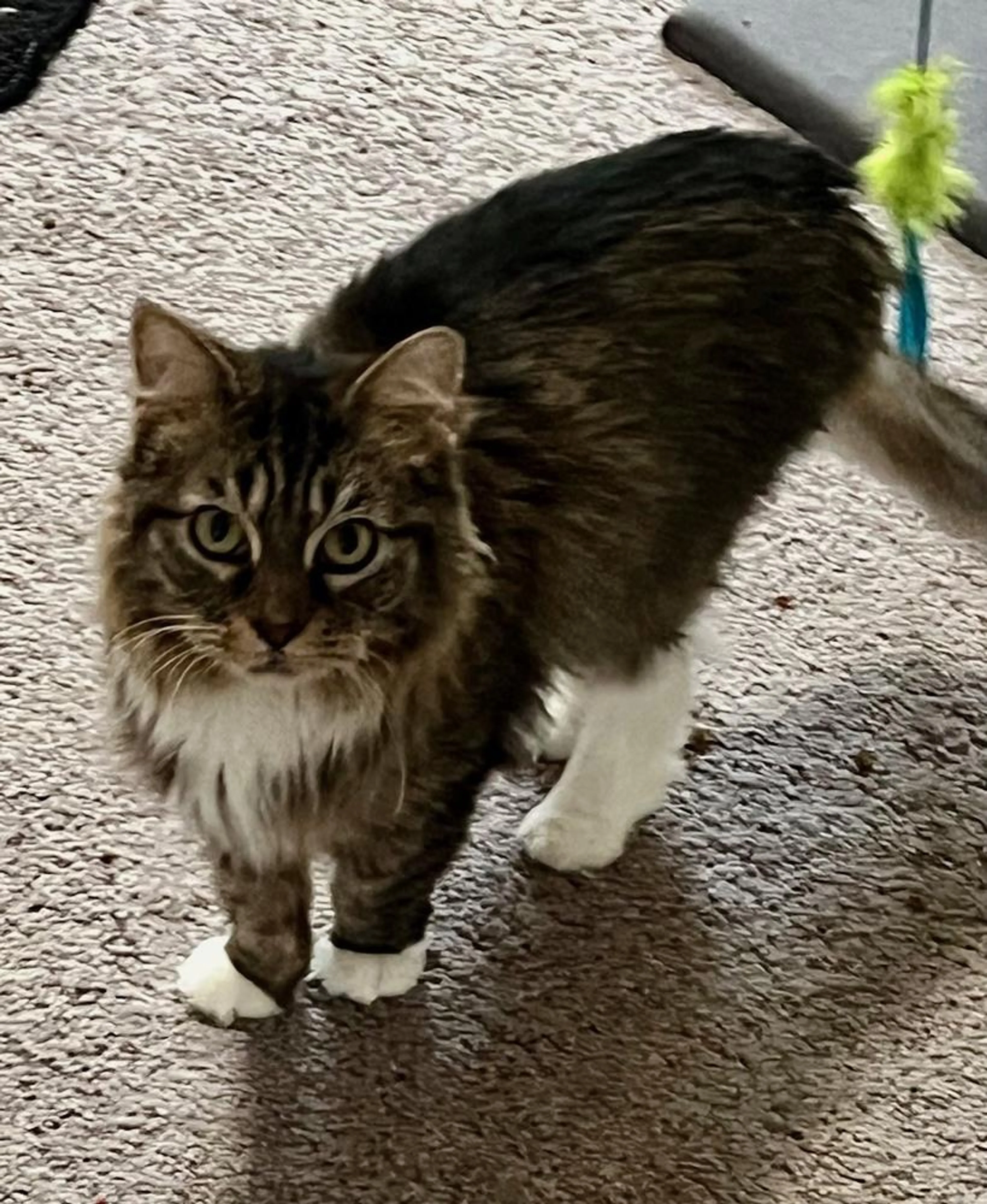 Found pet-0