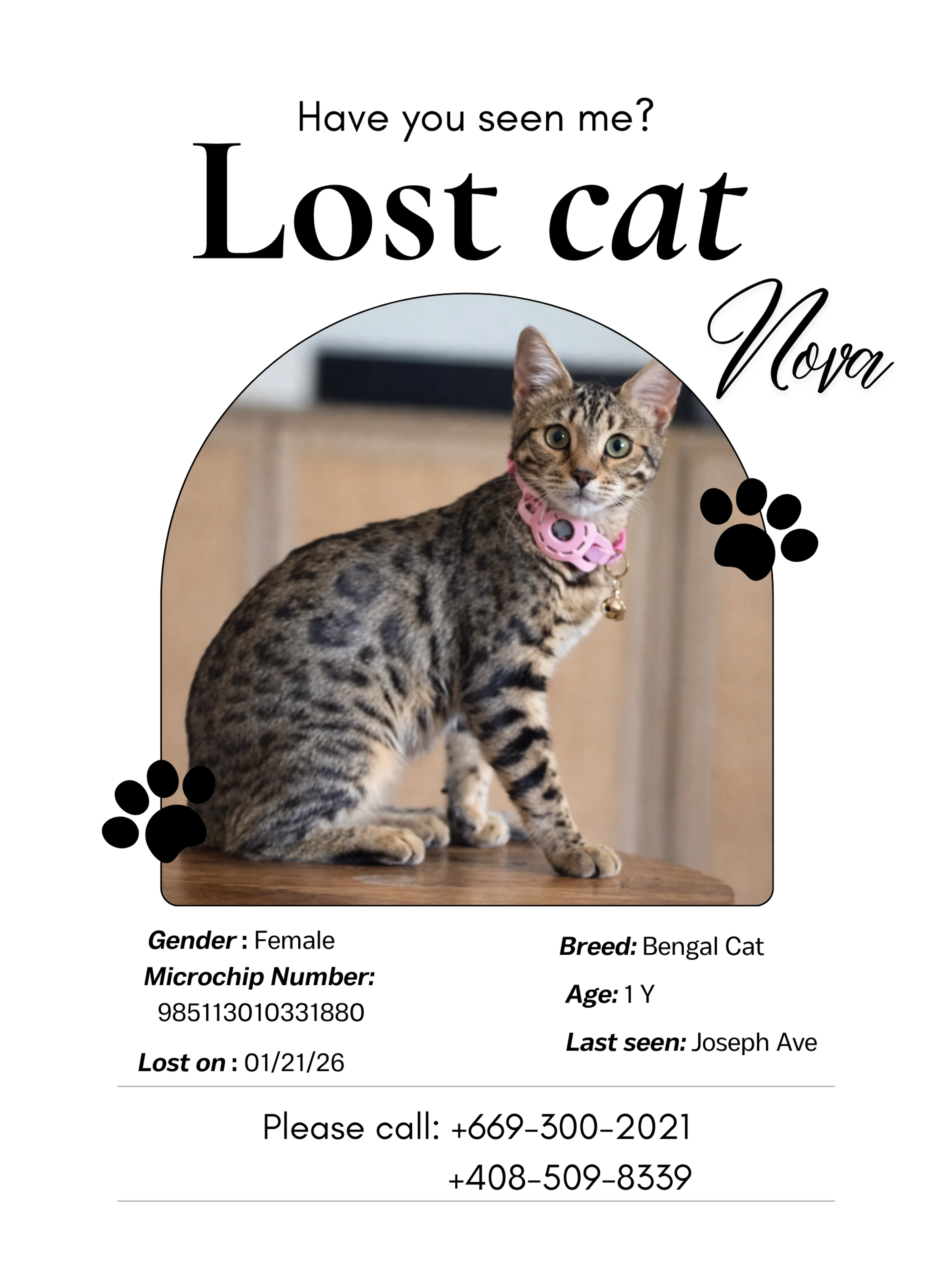 Lost pet