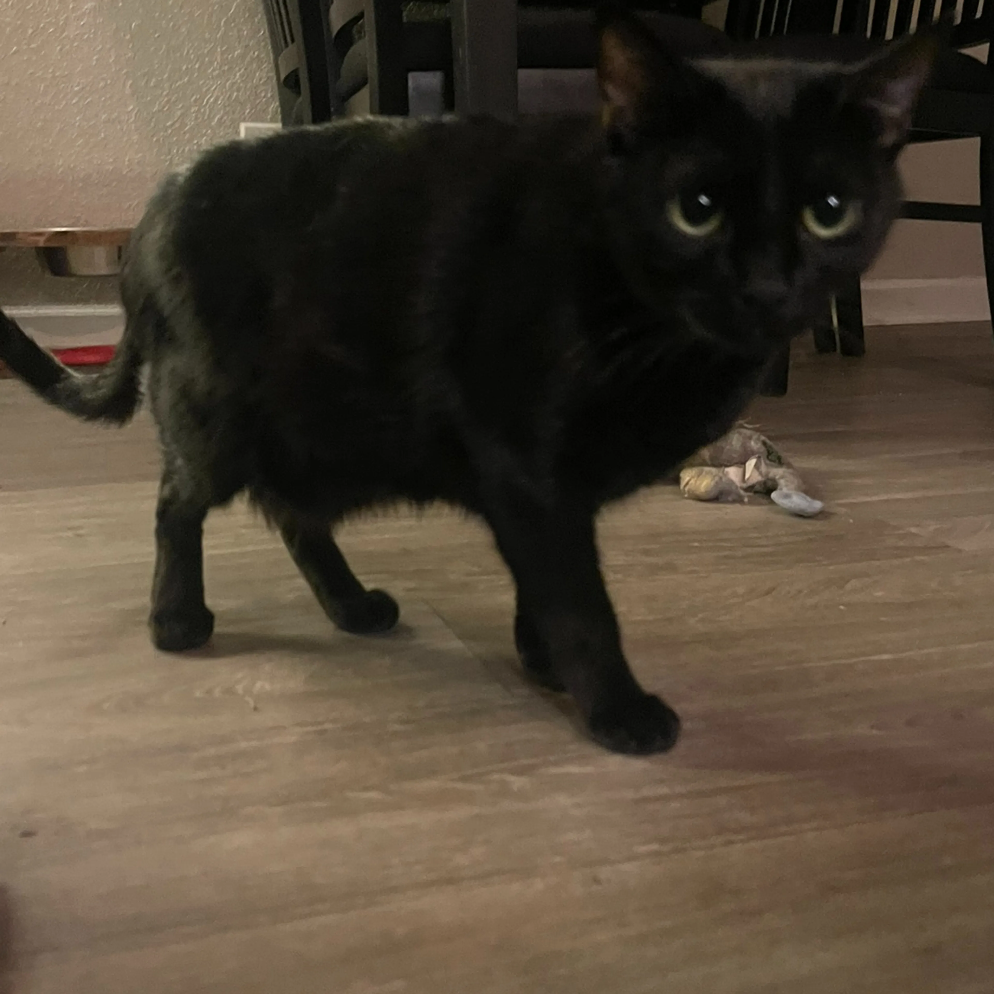 Lost pet-1