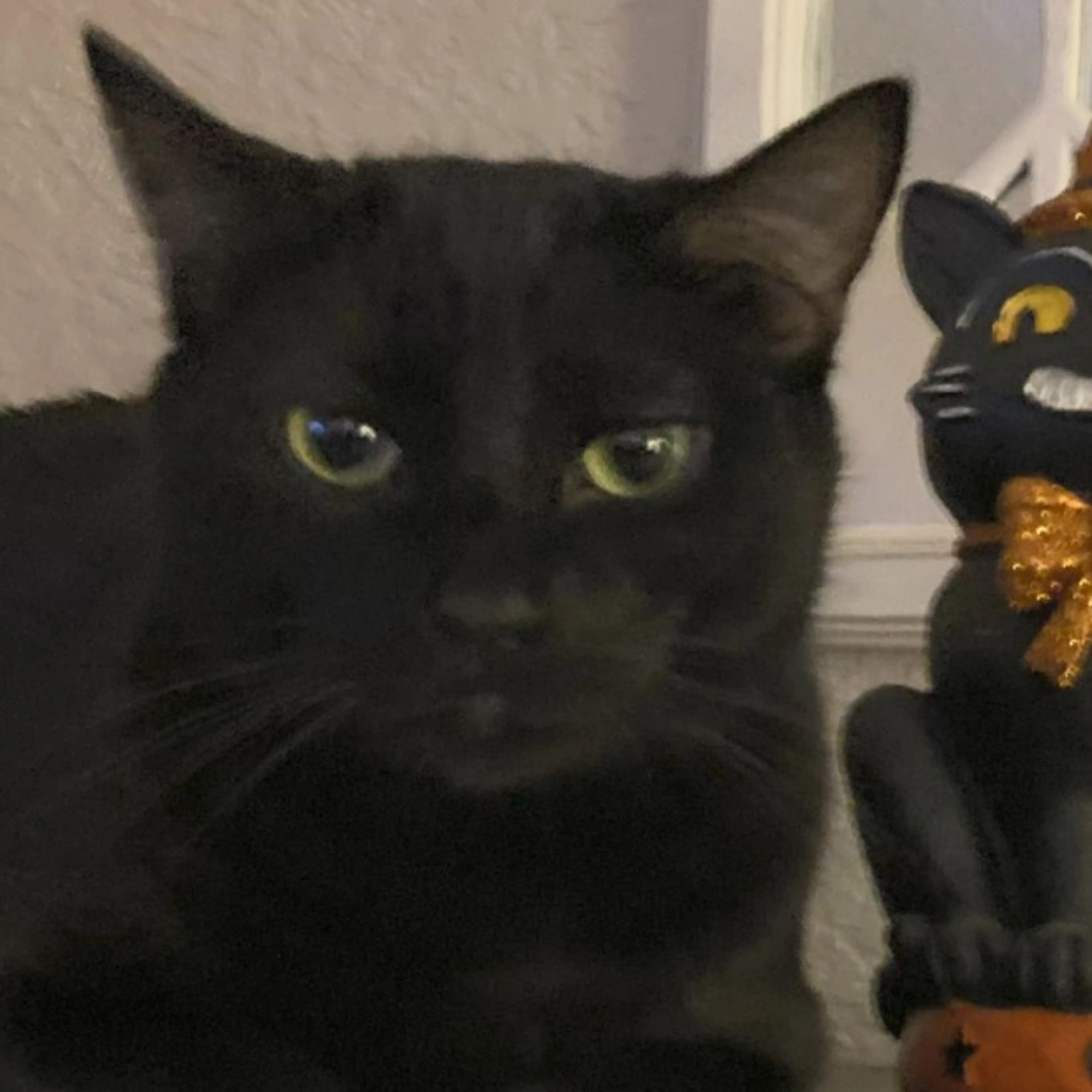 Lost pet-0
