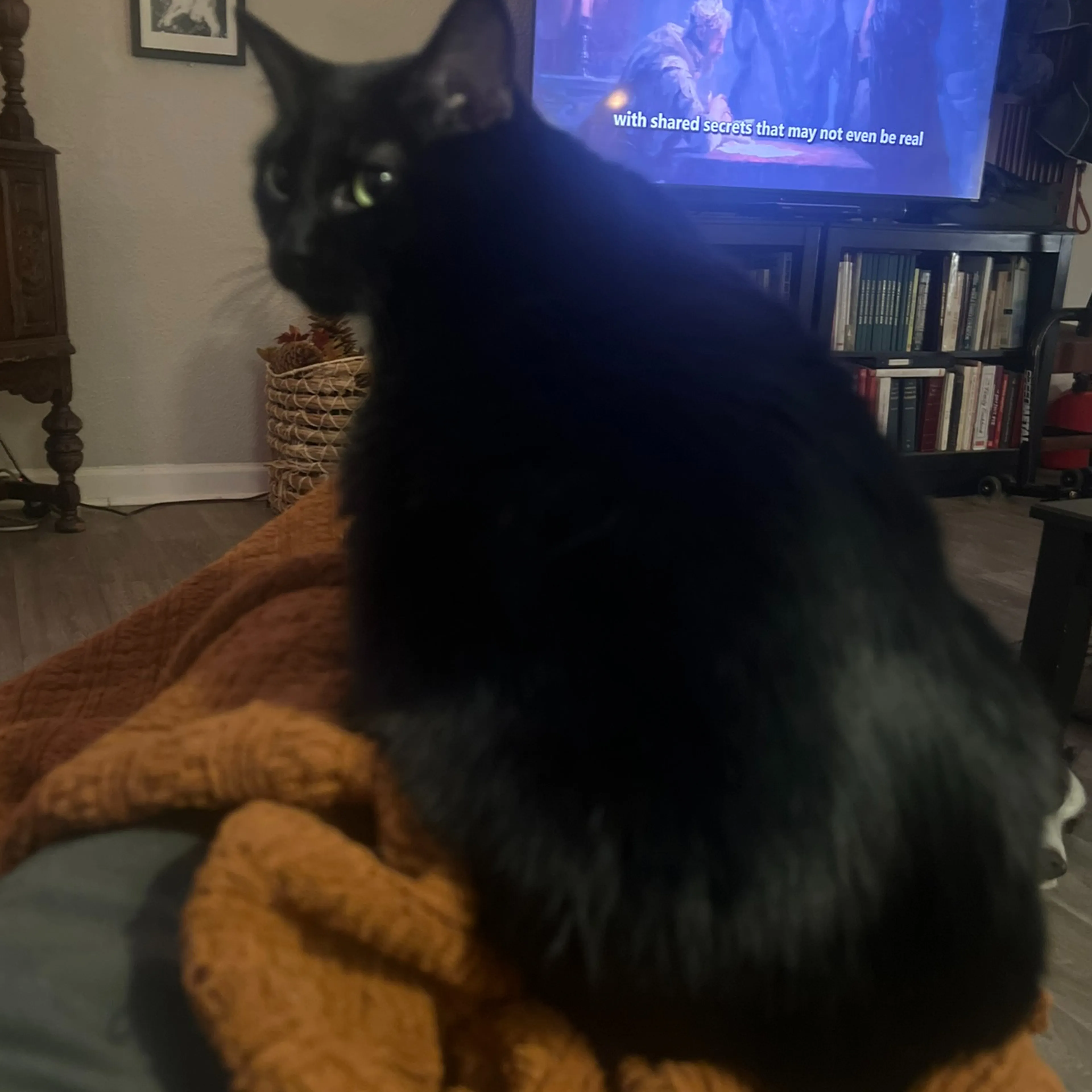 Lost pet-2