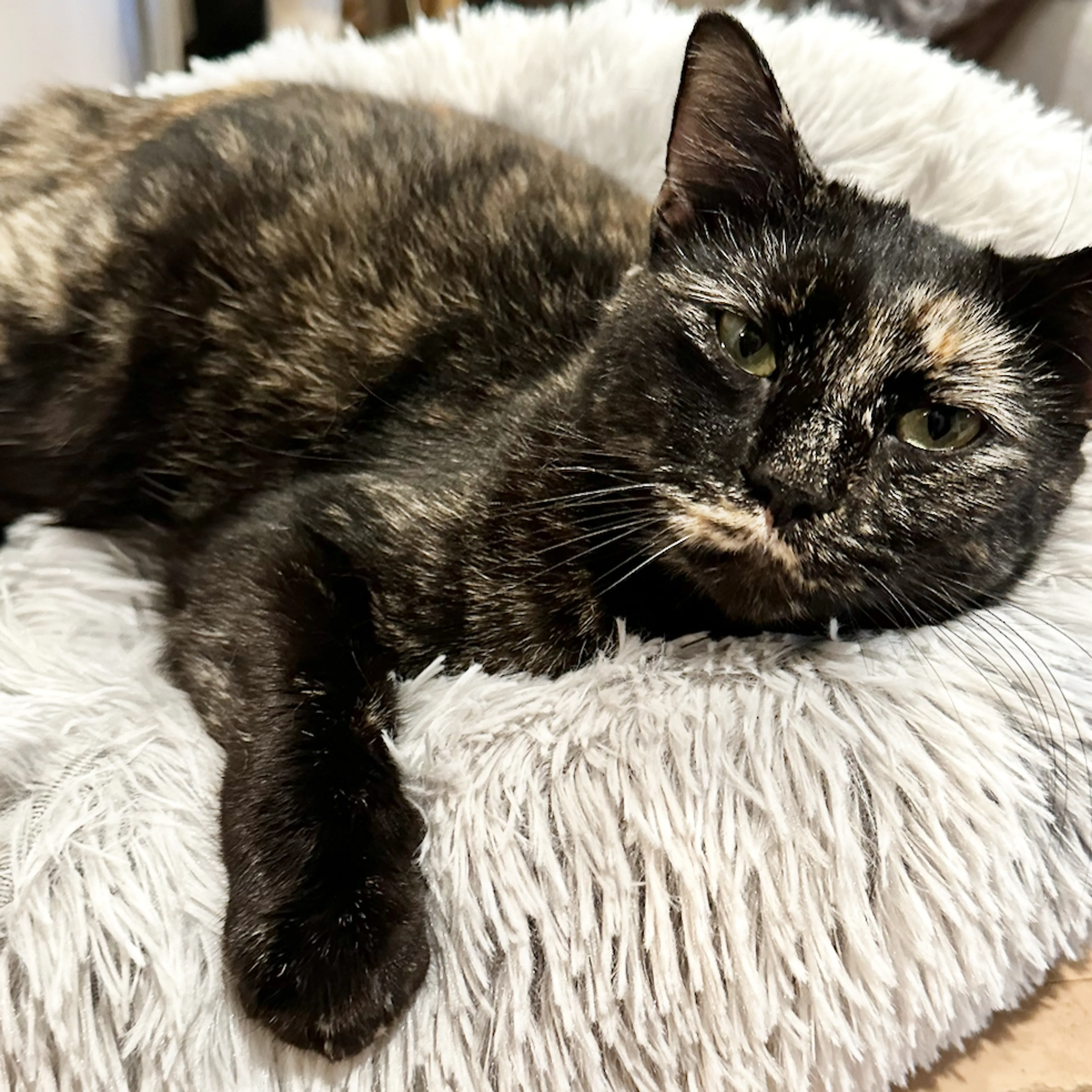 Lost pet-3
