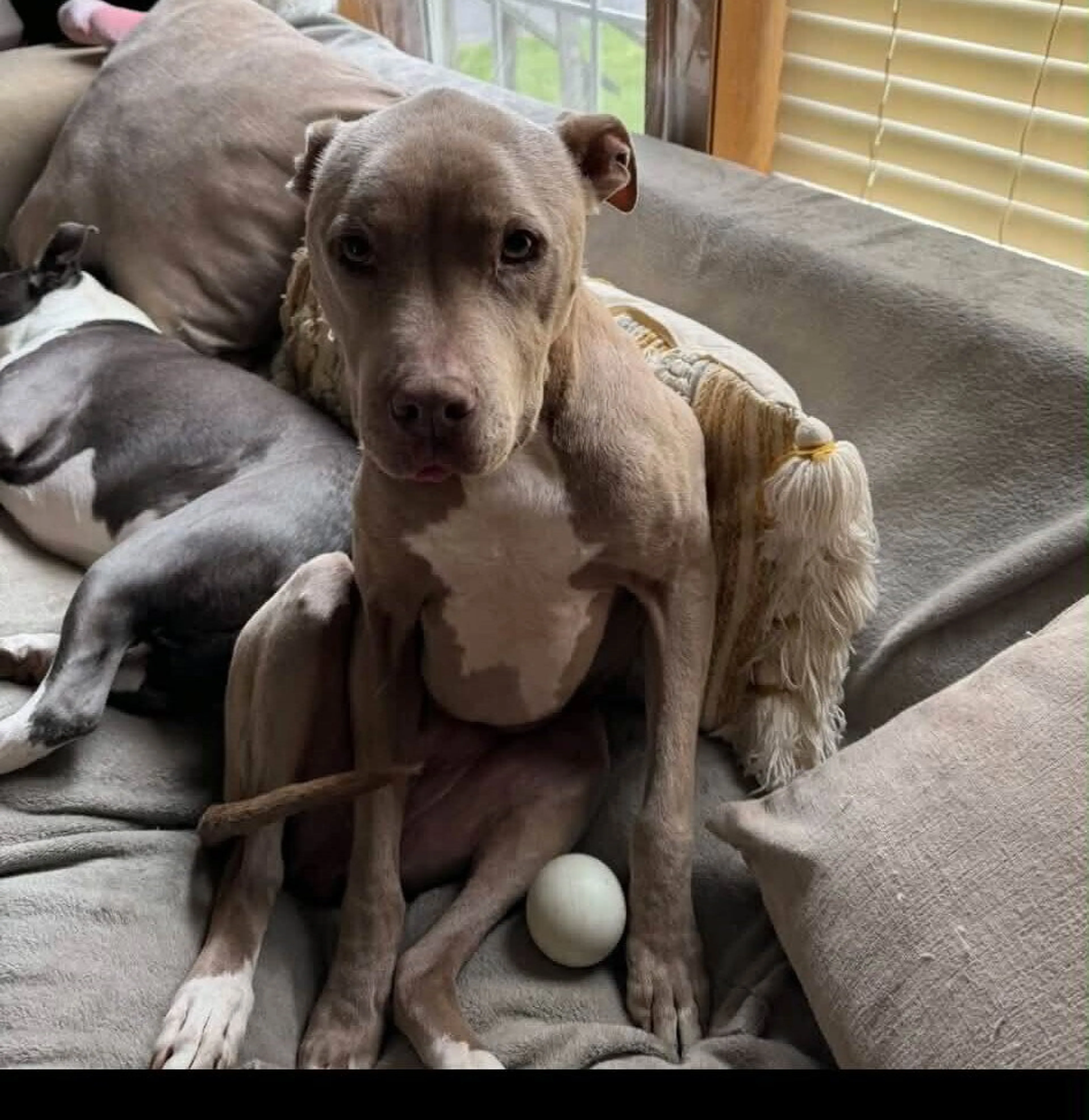 Found pet-0