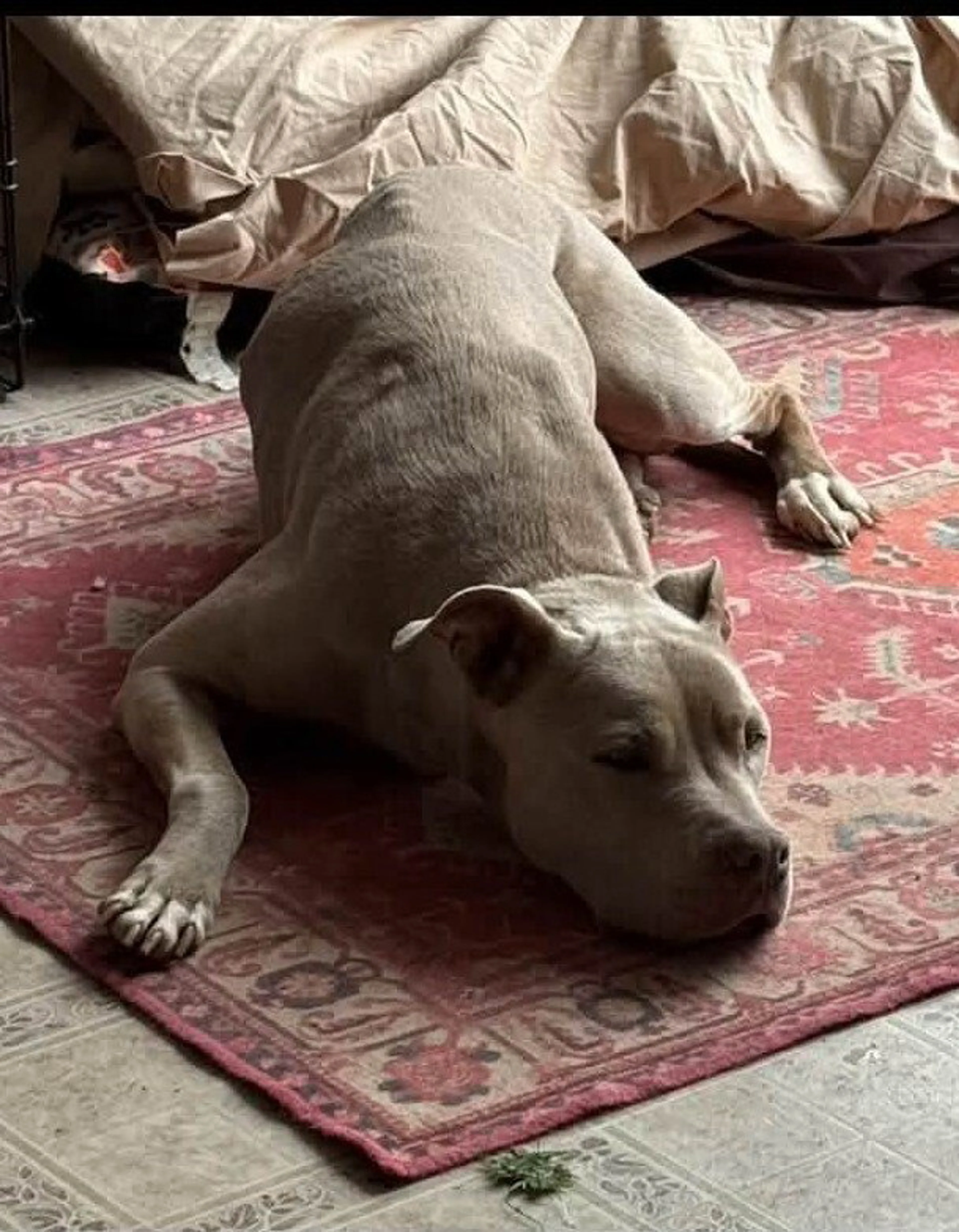 Found pet-3
