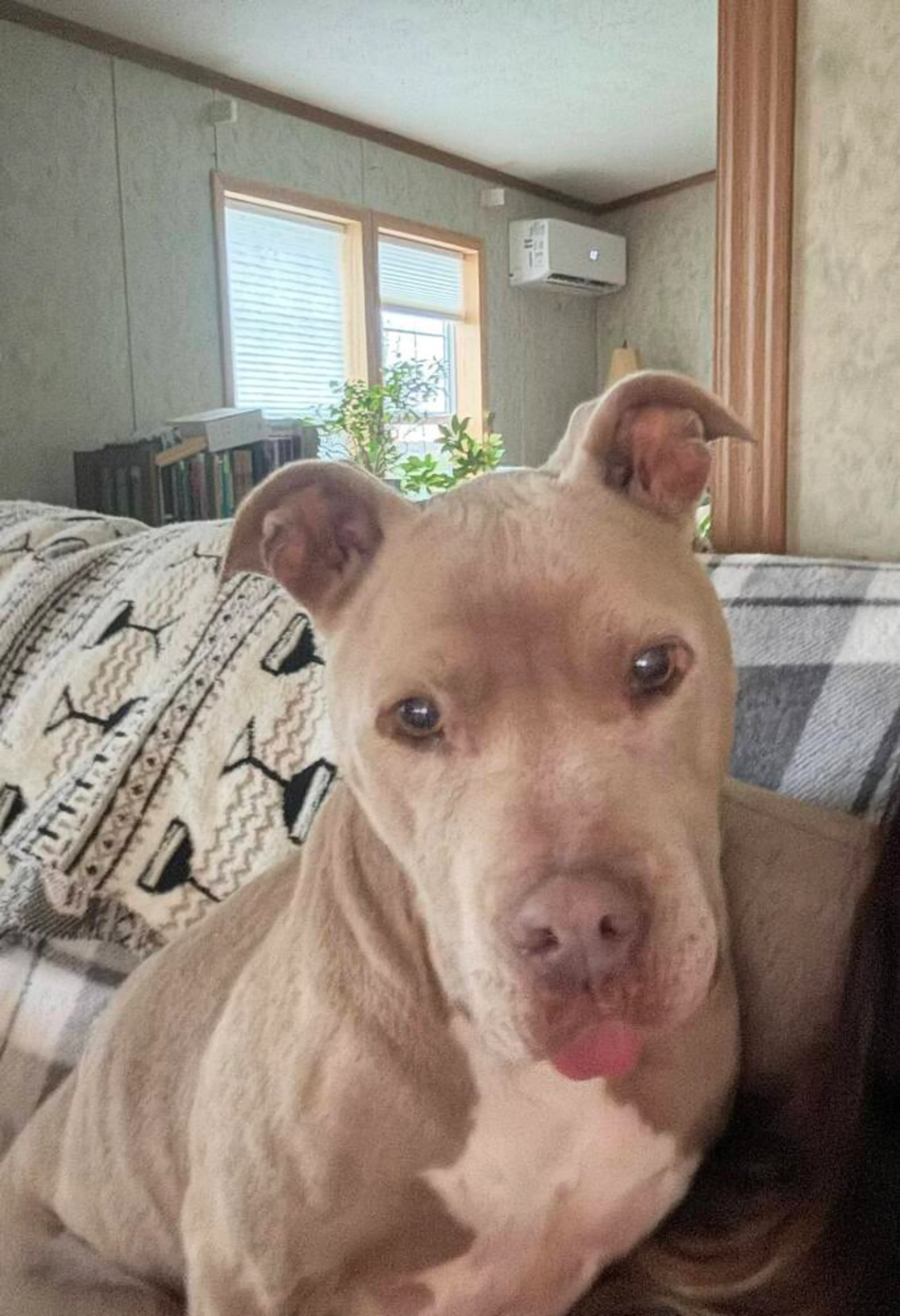 Found pet-1