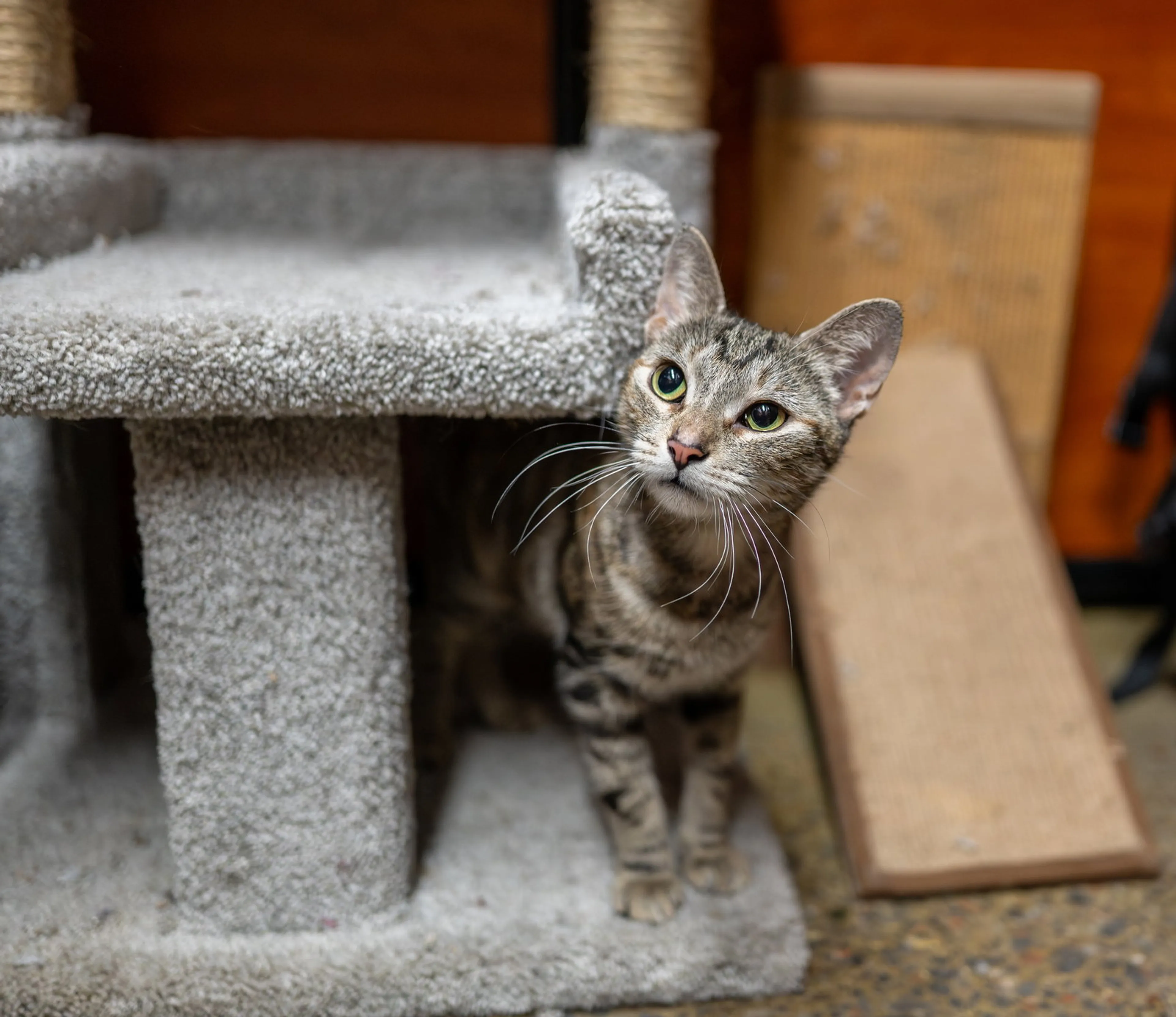 Found pet-5