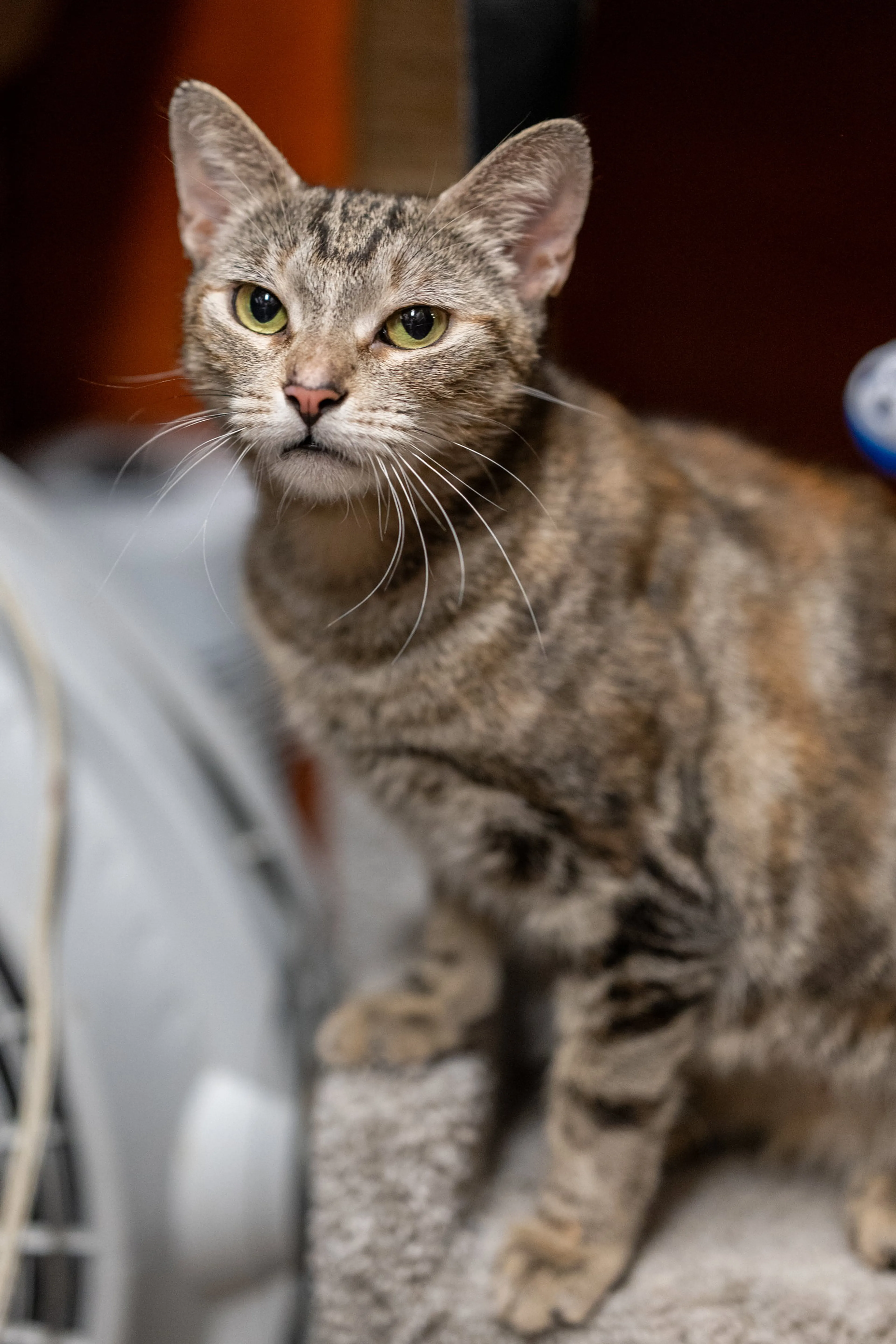 Found pet-4