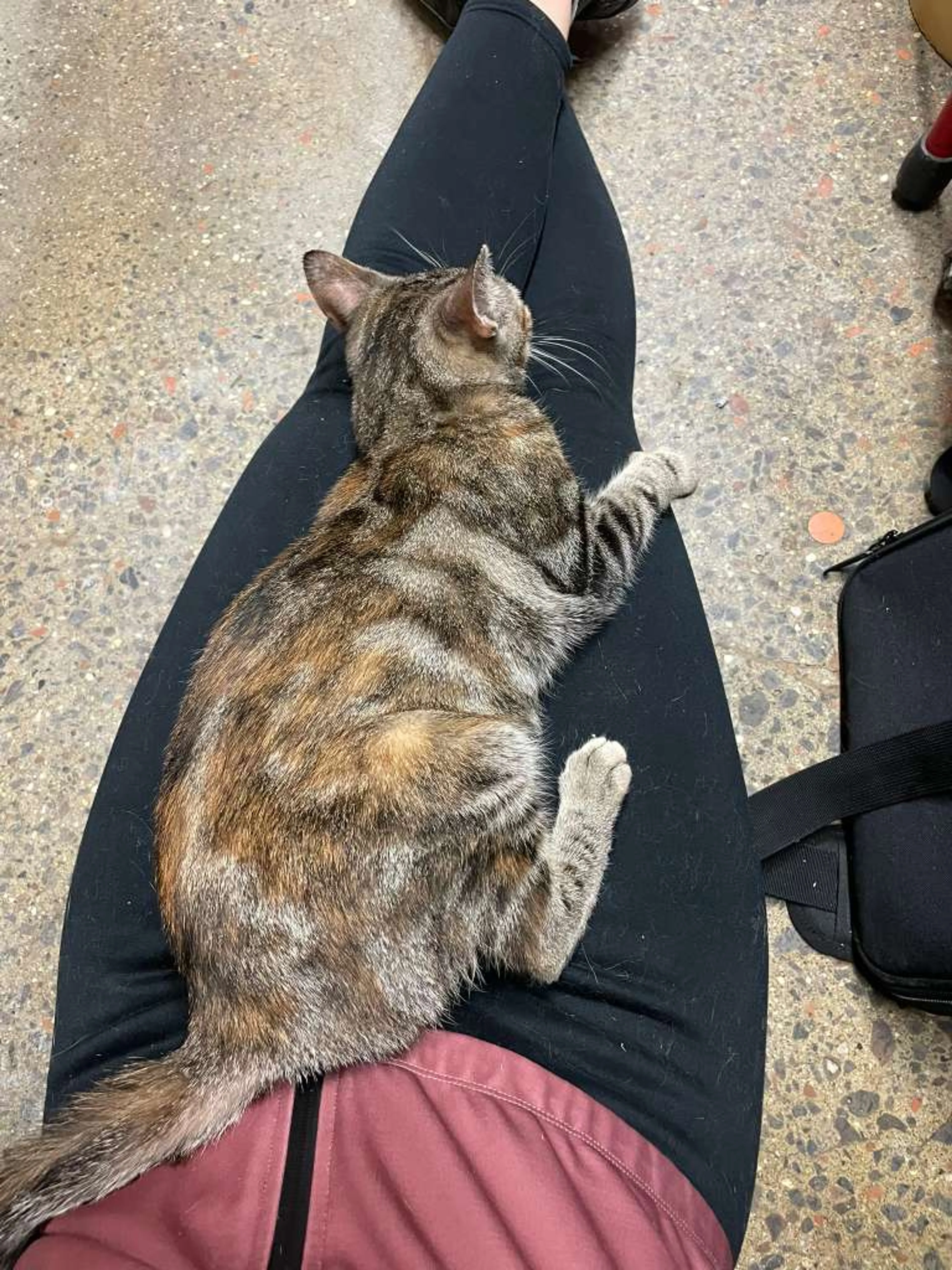 Found pet-3
