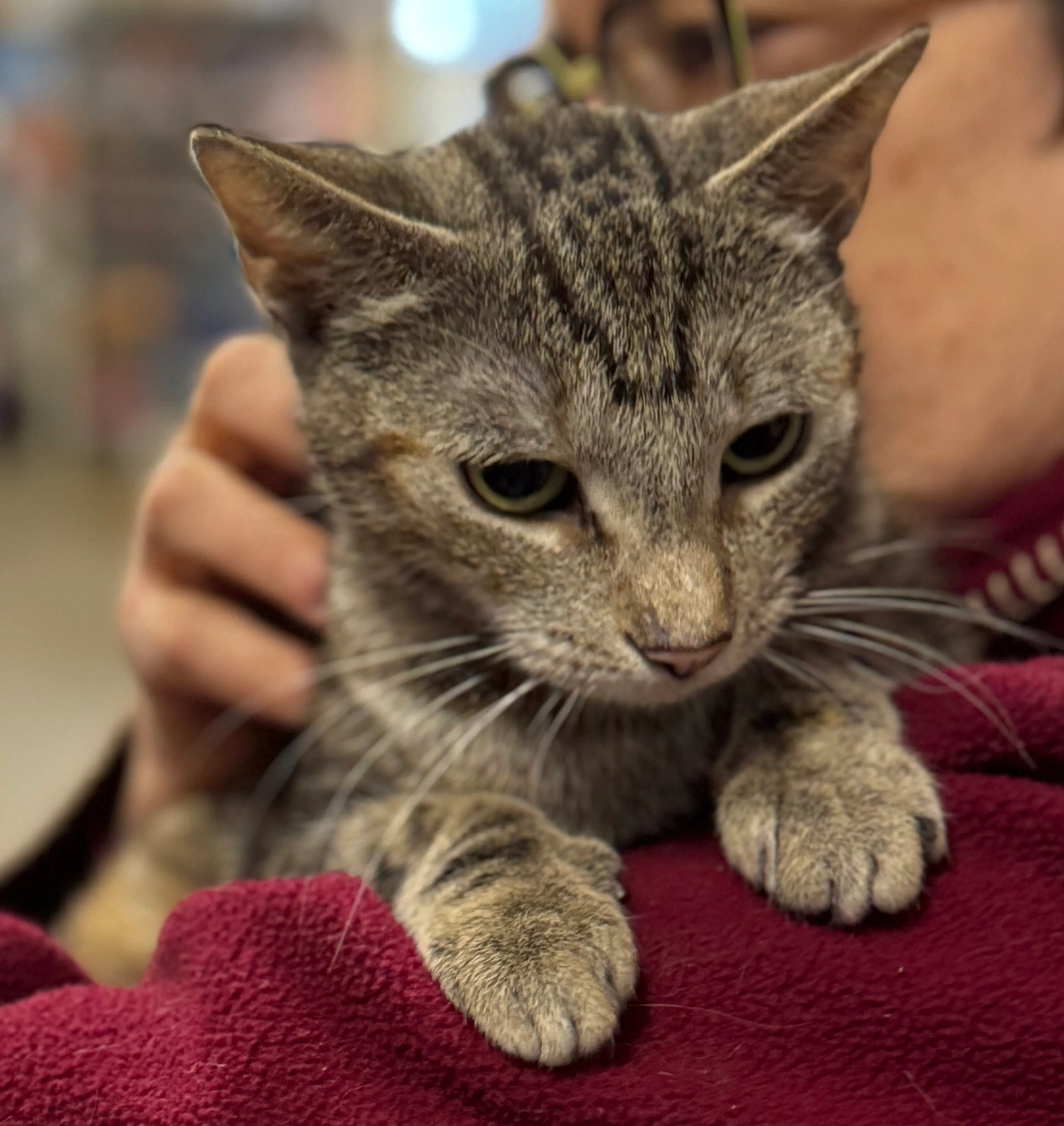 Found pet-2