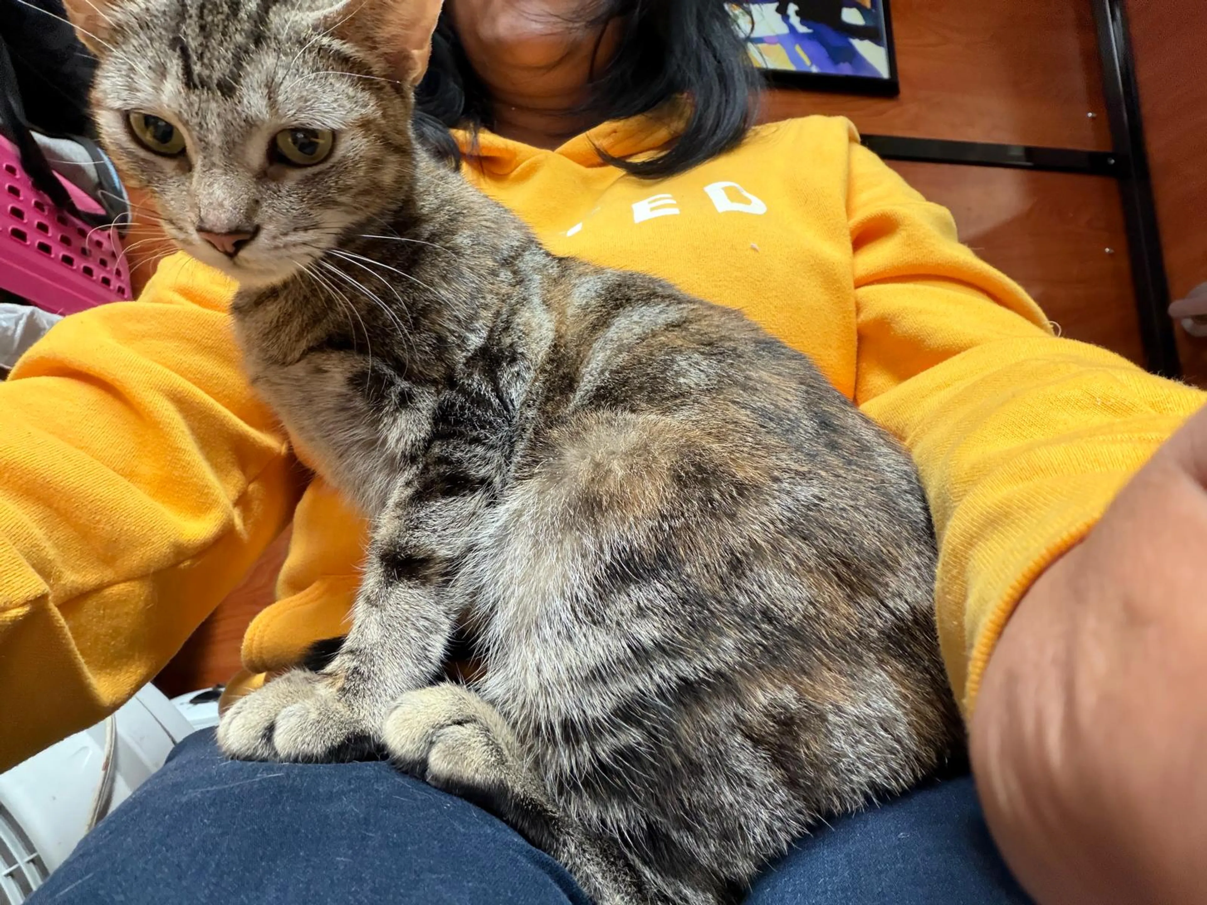 Found pet-1