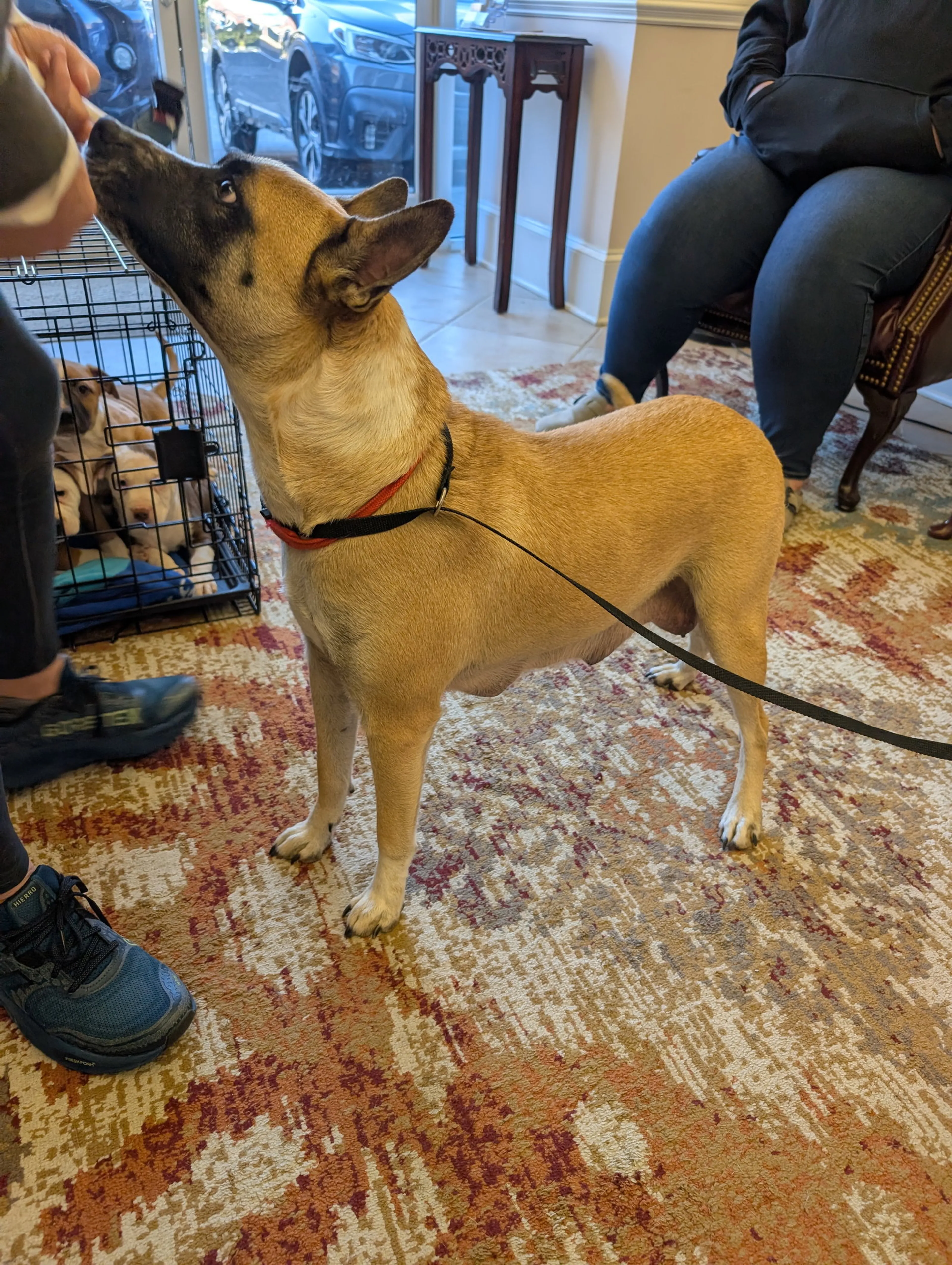 Found pet-2