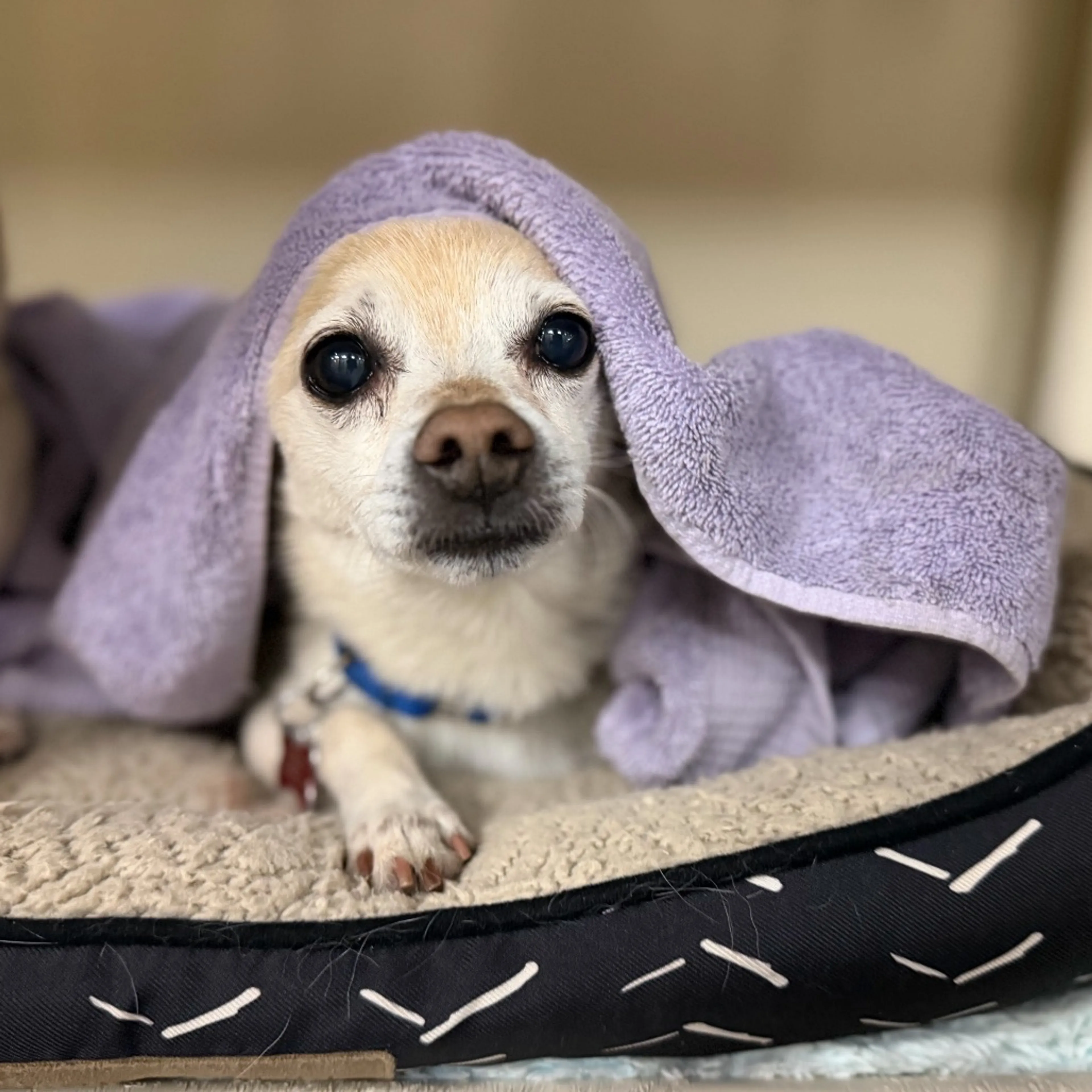 Found pet-8