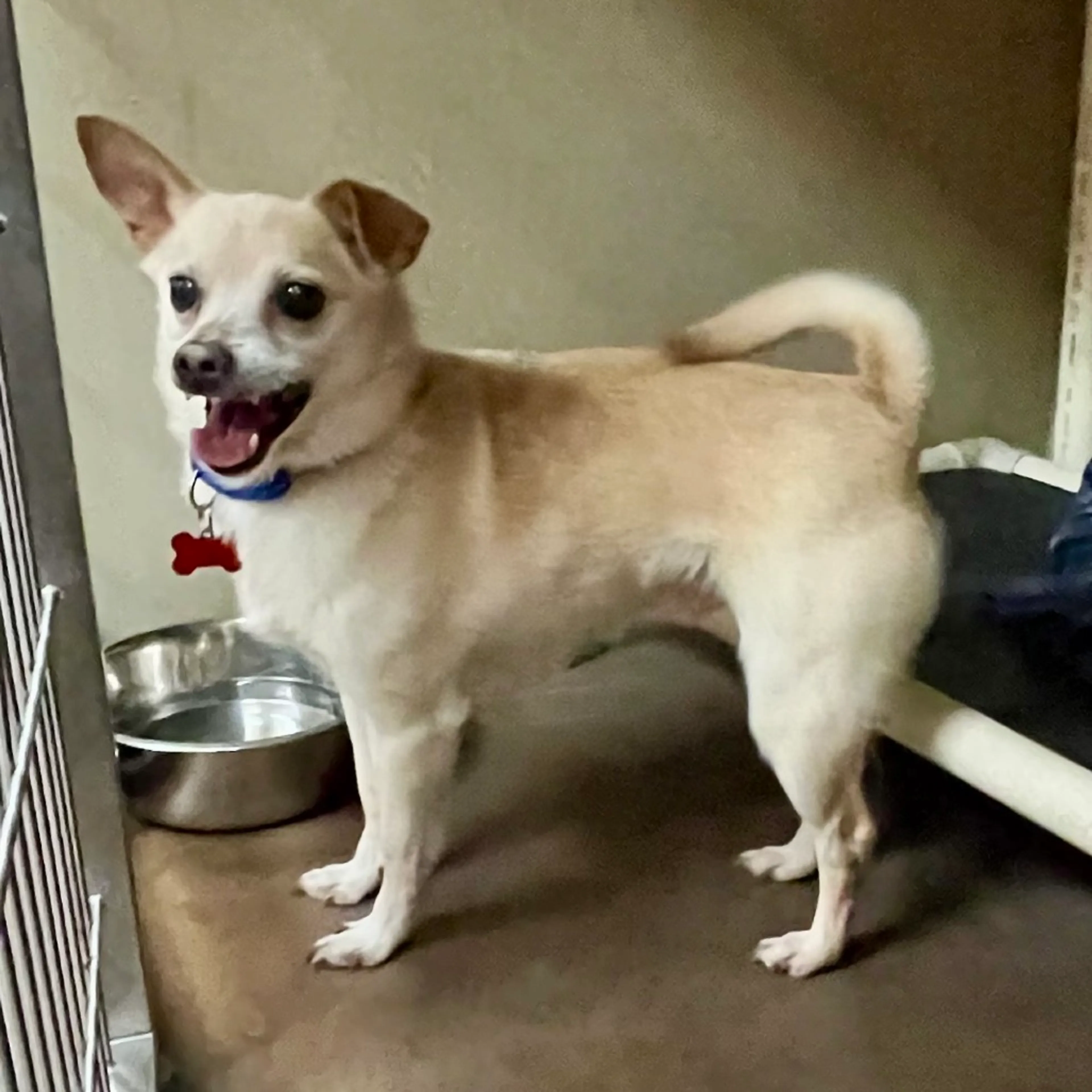 Found pet-3