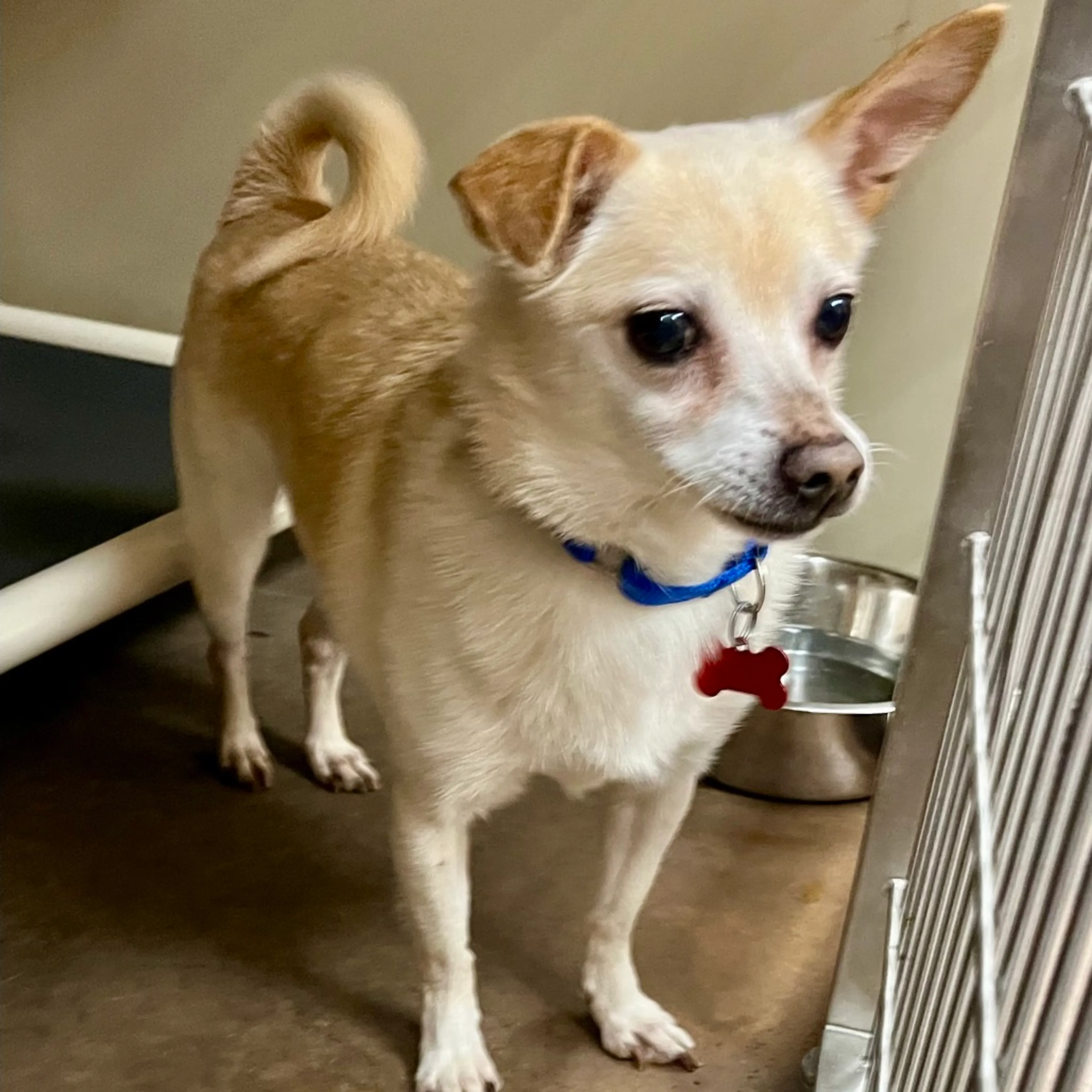 Found pet-4