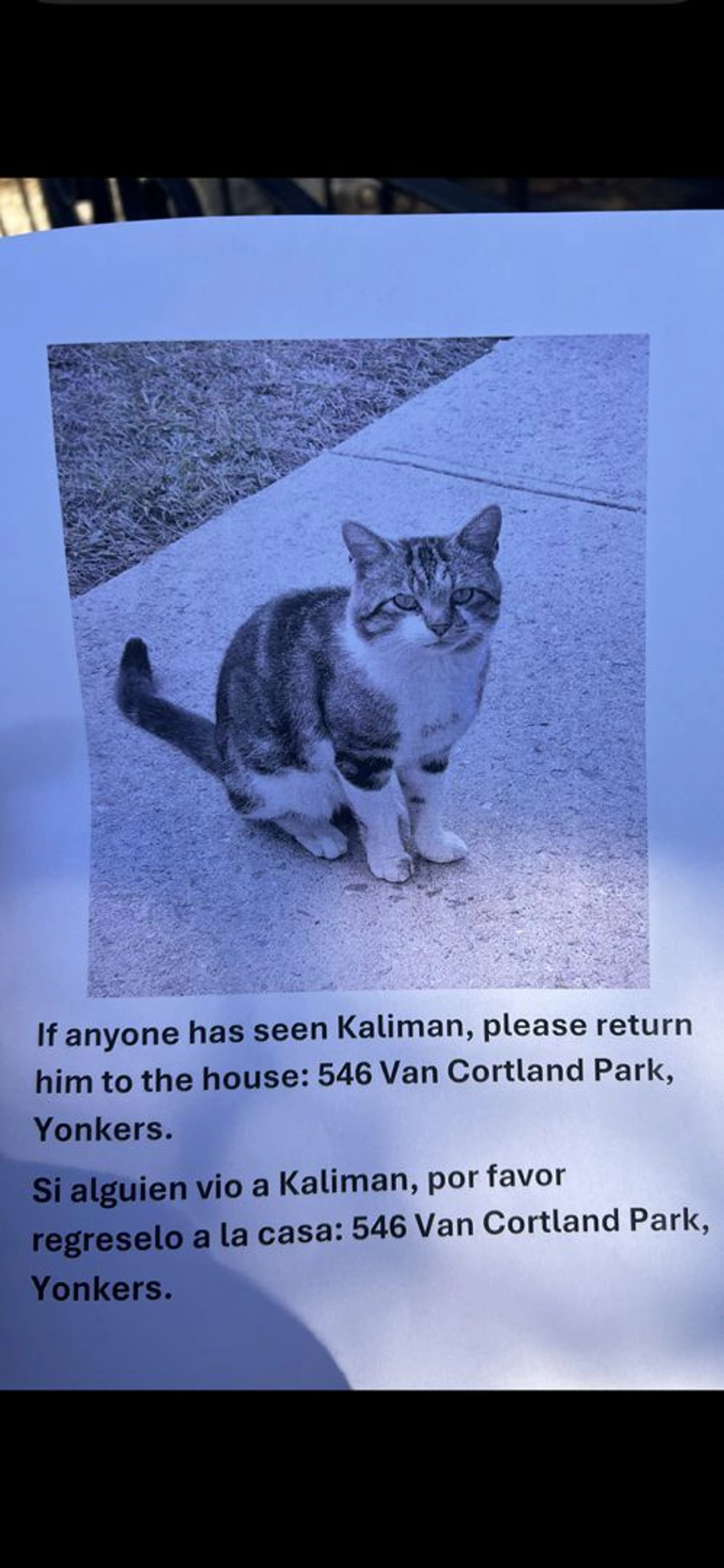 Lost pet