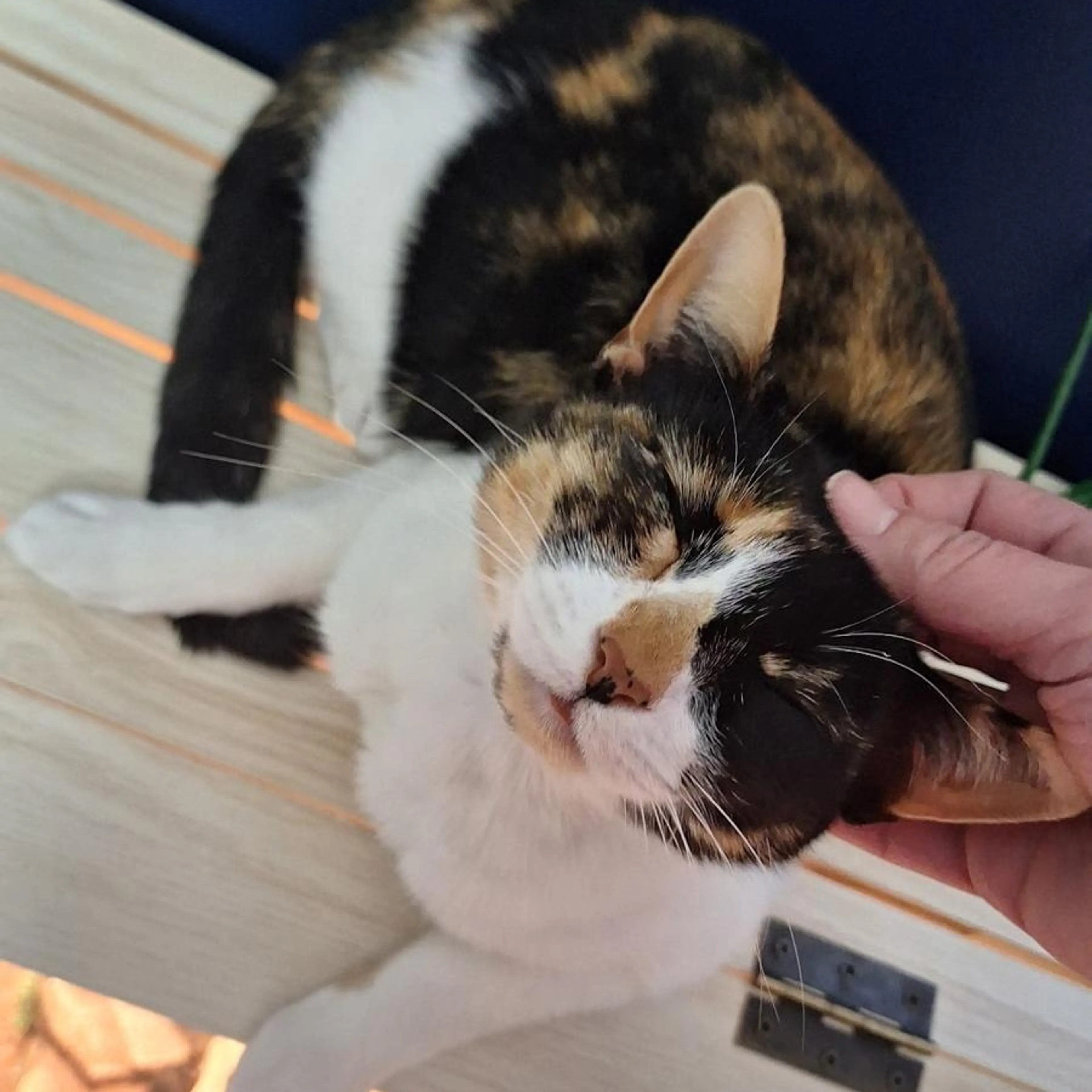 Found pet-1