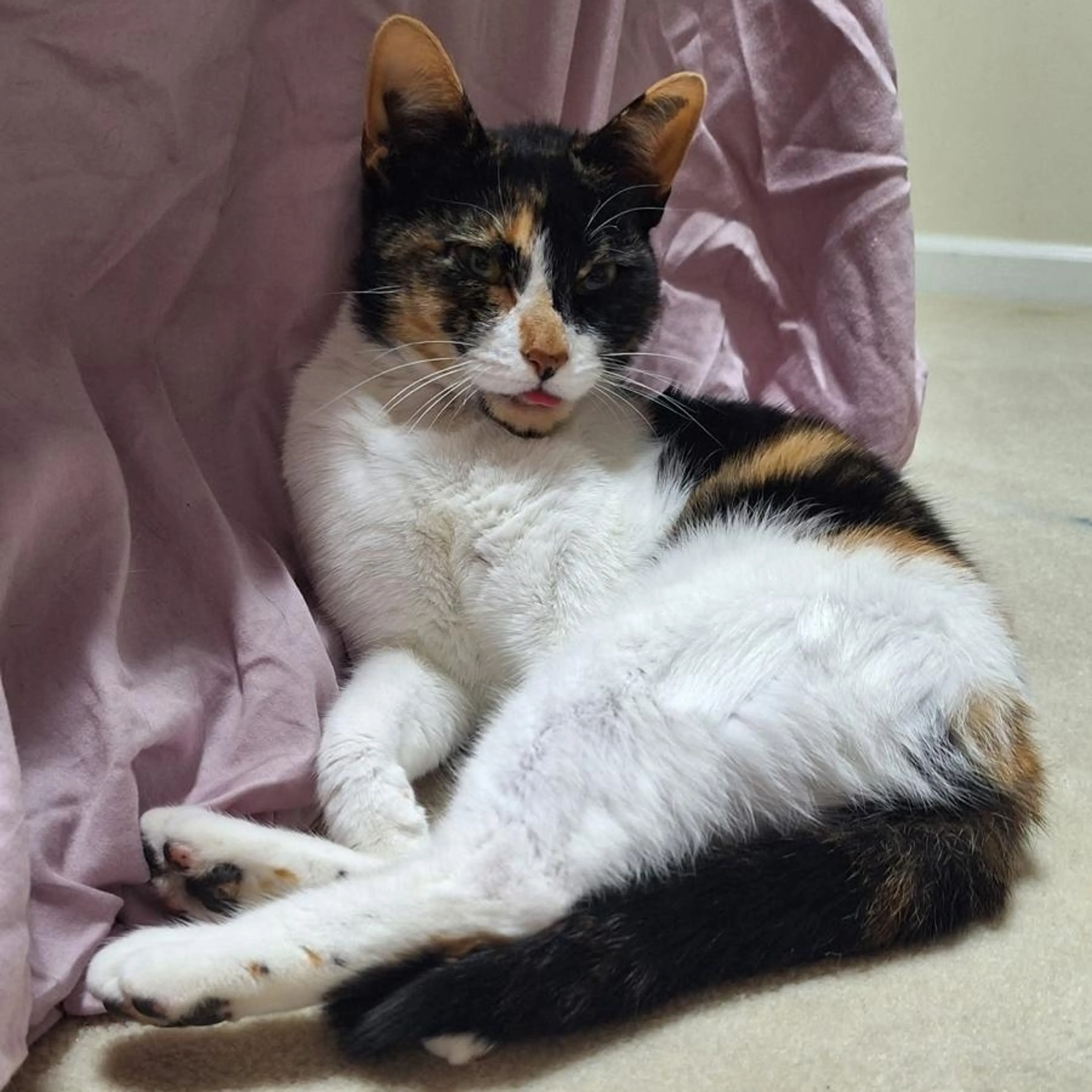 Found pet-3