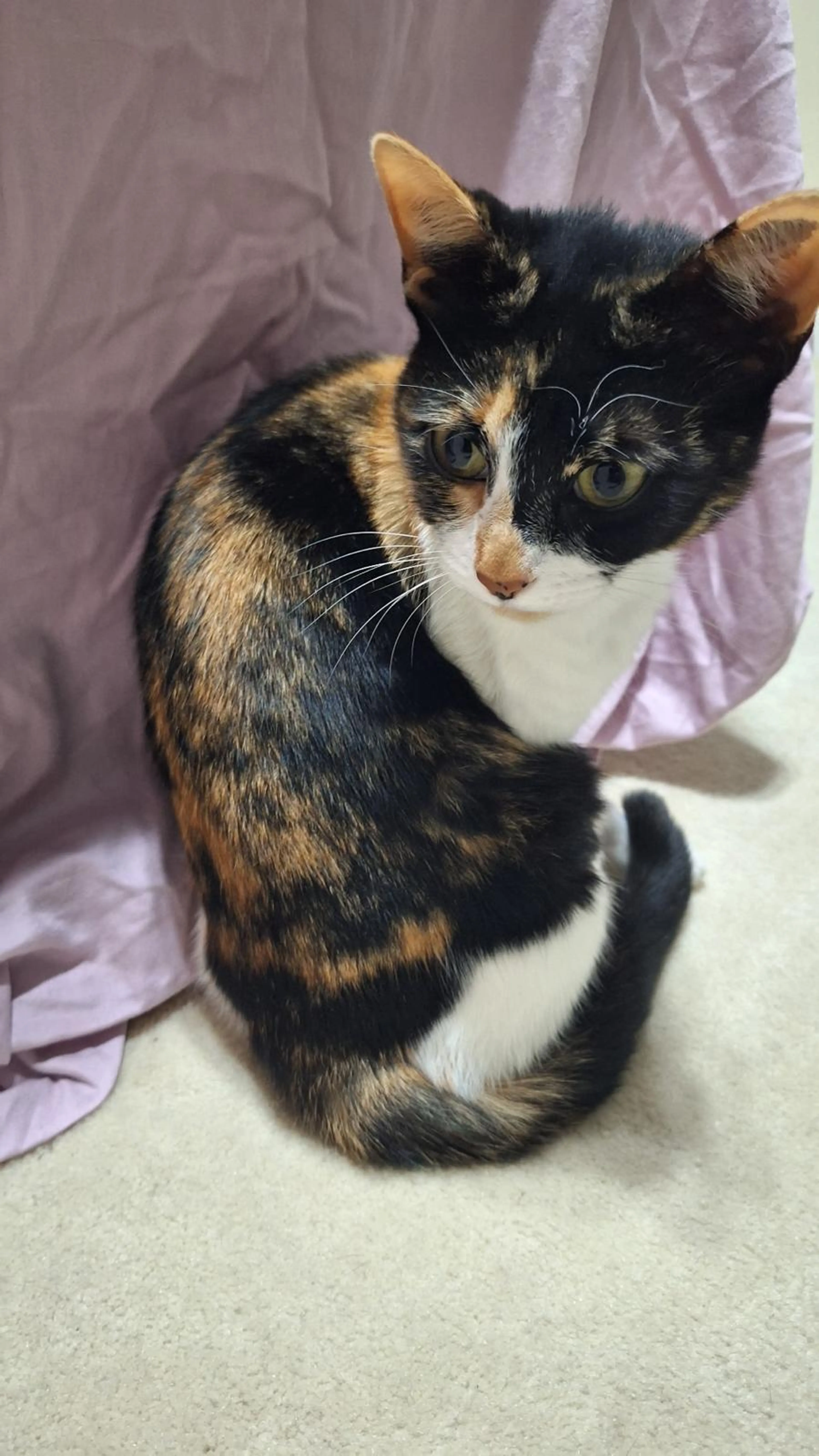 Found pet-4