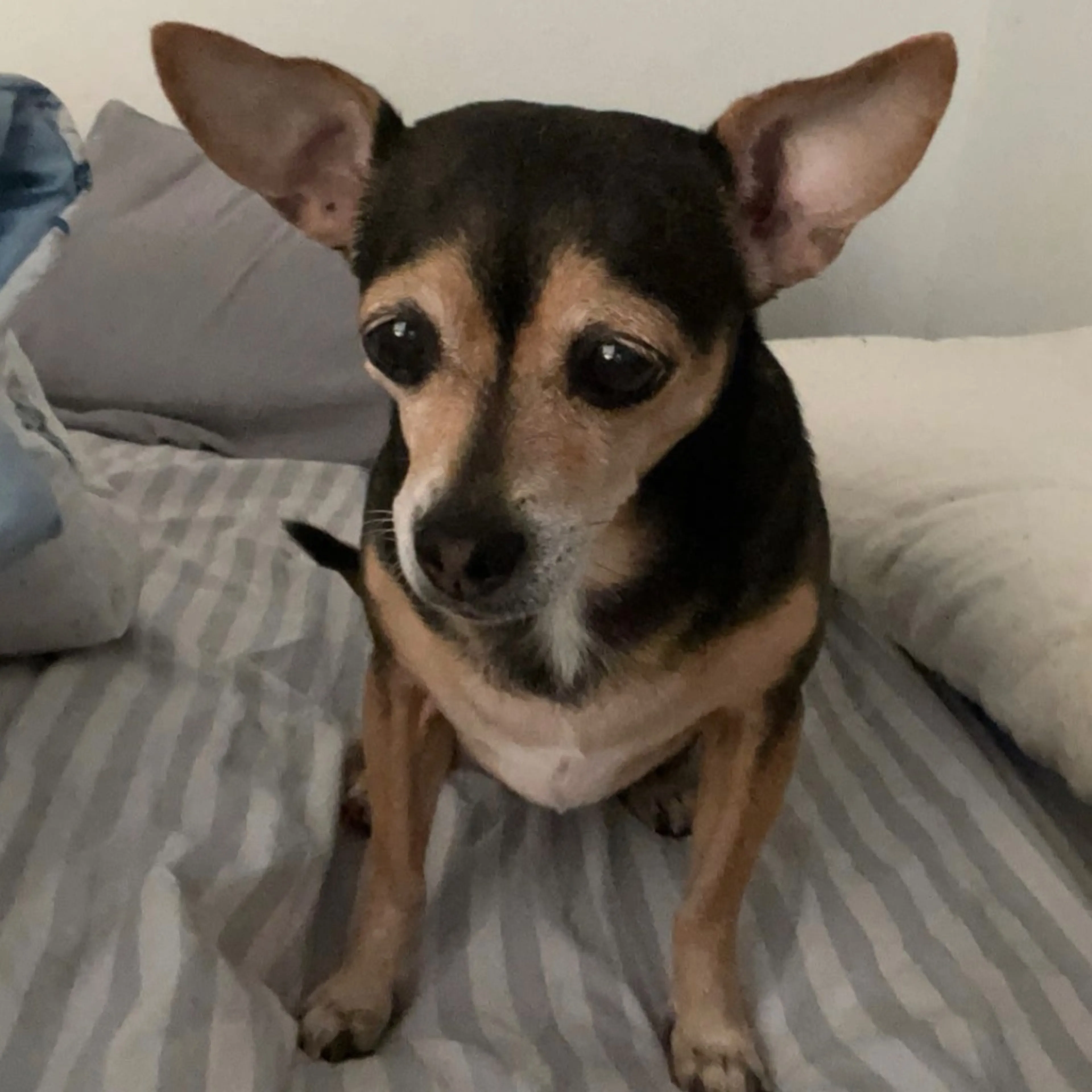 Lost pet-0