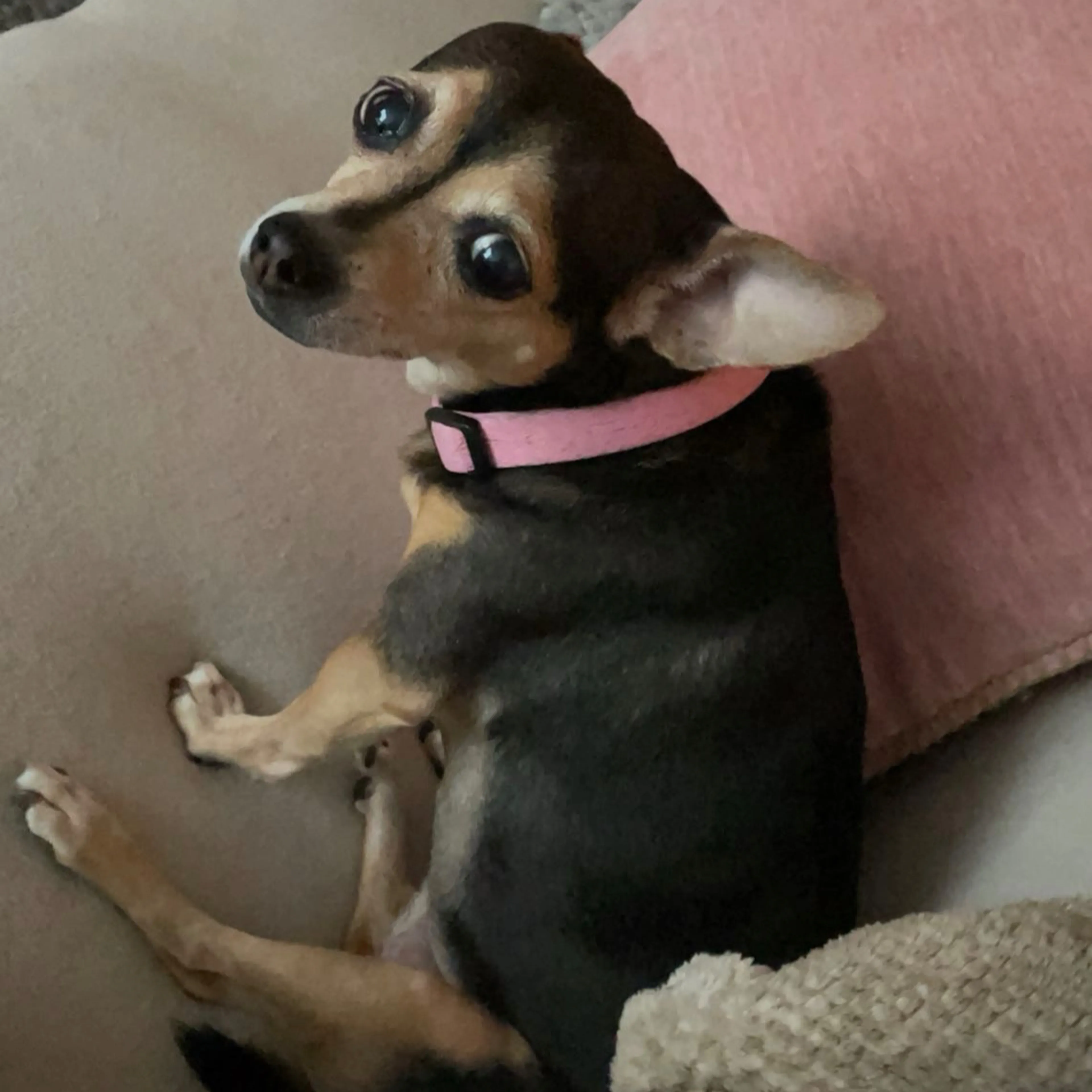 Lost pet-1
