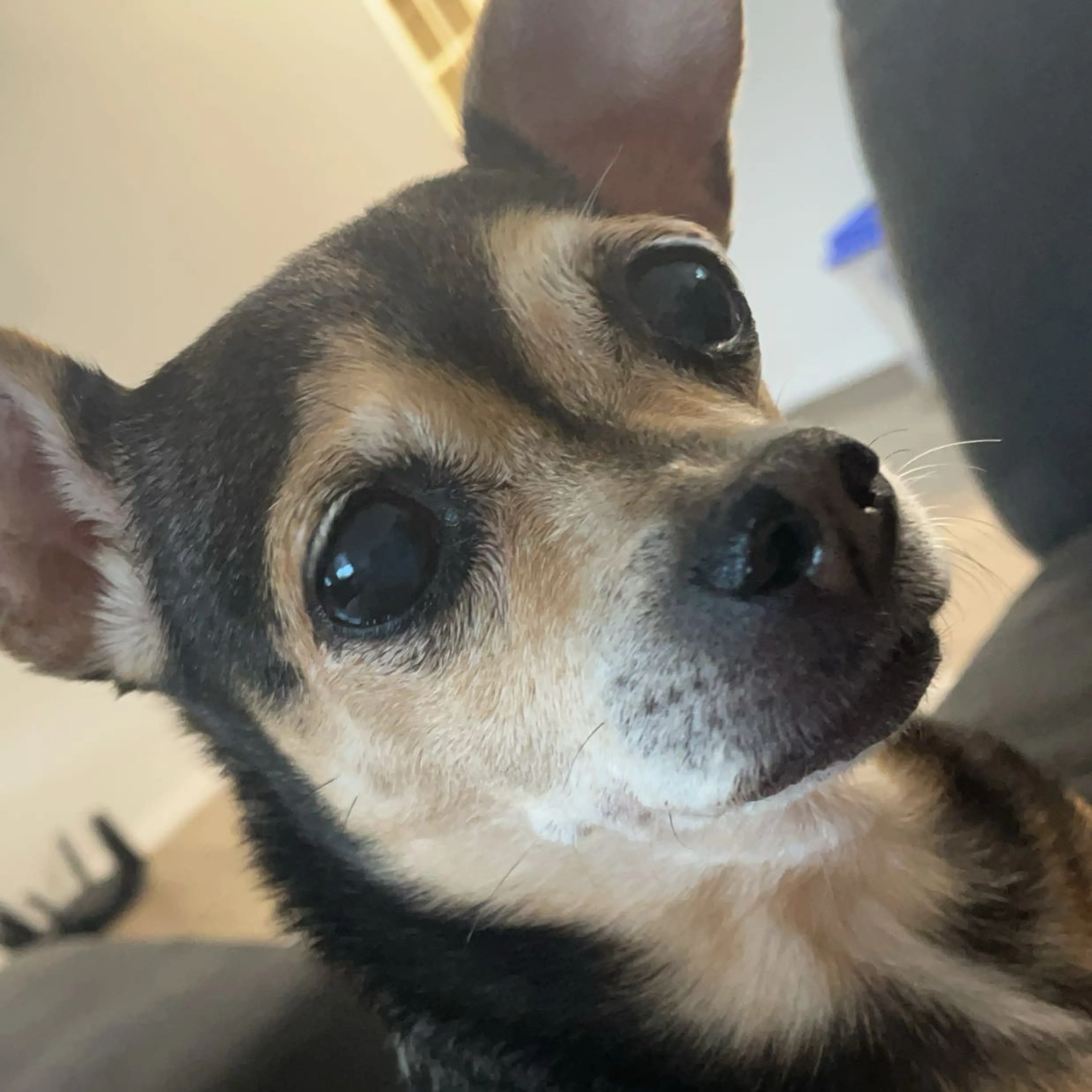 Lost pet-2
